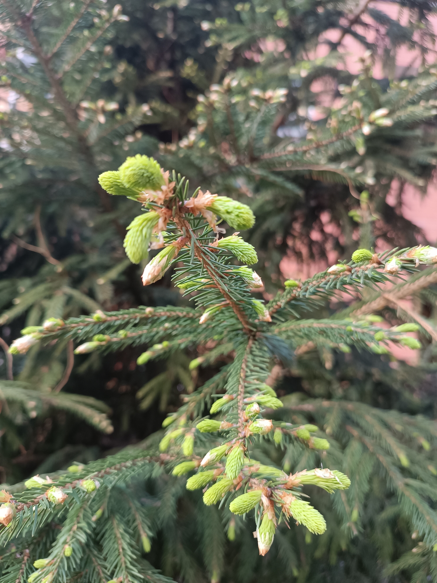 A close-up shot shows a branch of an evergreen tree, likely a spruce or fir, with new spring growth. The branch is in focus, showcasing the needles and light green, budding tips. The background is a blur of other branches and what appears to be a pinkish-tan wall or building. There are no people visible in the image. The setting appears to be outdoors, possibly in a garden or urban park. The location is Unknown, Unknown.