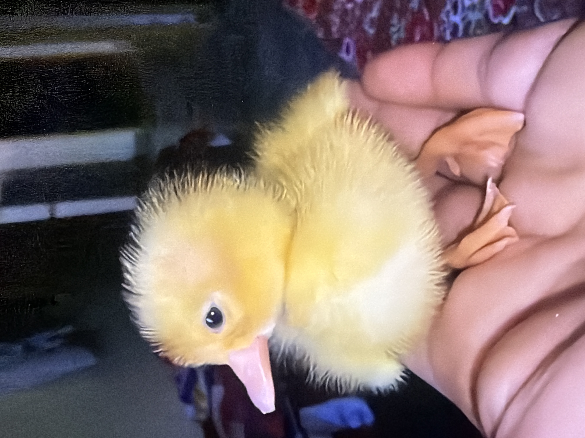 An extreme close-up shot shows a tiny, fluffy yellow duckling held in a person's hand. The duckling's head is turned to the left, revealing a bright blue eye and a pink beak. Its downy feathers are fluffy and soft. The hand holding the duckling is a pale skin tone, with fingers curled around the small creature. The background is dark and blurry, with vertical lines suggesting furniture or a wall, and a hint of a patterned fabric. The image does not provide any information about the location being Bukuru, Nigeria.