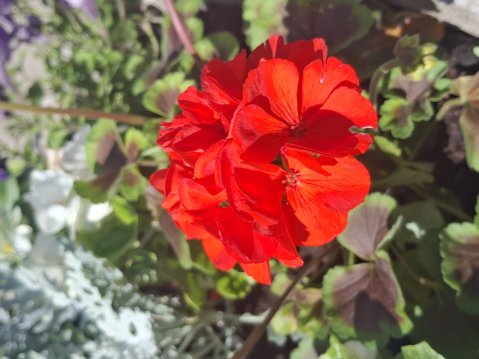 A cluster of vibrant red geranium flowers is the central focus of this close-up, outdoor photograph, set against a backdrop of other foliage. The geraniums are in full bloom, showcasing multiple layers of petals. Surrounding the red flowers are green leaves, some with dark, reddish-brown markings. In the background, out-of-focus elements include silvery-grey, feathery foliage and hints of other flowers. The lighting suggests a sunny day, with shadows cast on the leaves. The scene depicts a garden or a potted plant arrangement. The exact location within Ogre, Latvia, cannot be determined from the image alone.