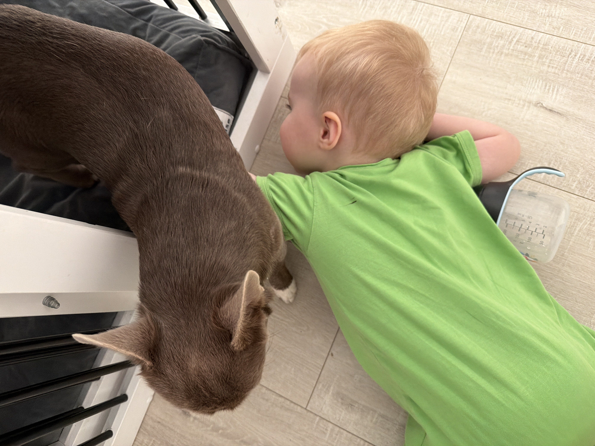 A young child with blond hair lies on their stomach on a light wood-grain floor next to a brown short-haired dog. The child wears a green shirt and has a clear plastic bottle with measurement markings next to them. The dog rests partially on a gray dog bed inside a white crate or bed frame with slats. The location is unknown and cannot be determined to be Votkinsk, Russia from the image.