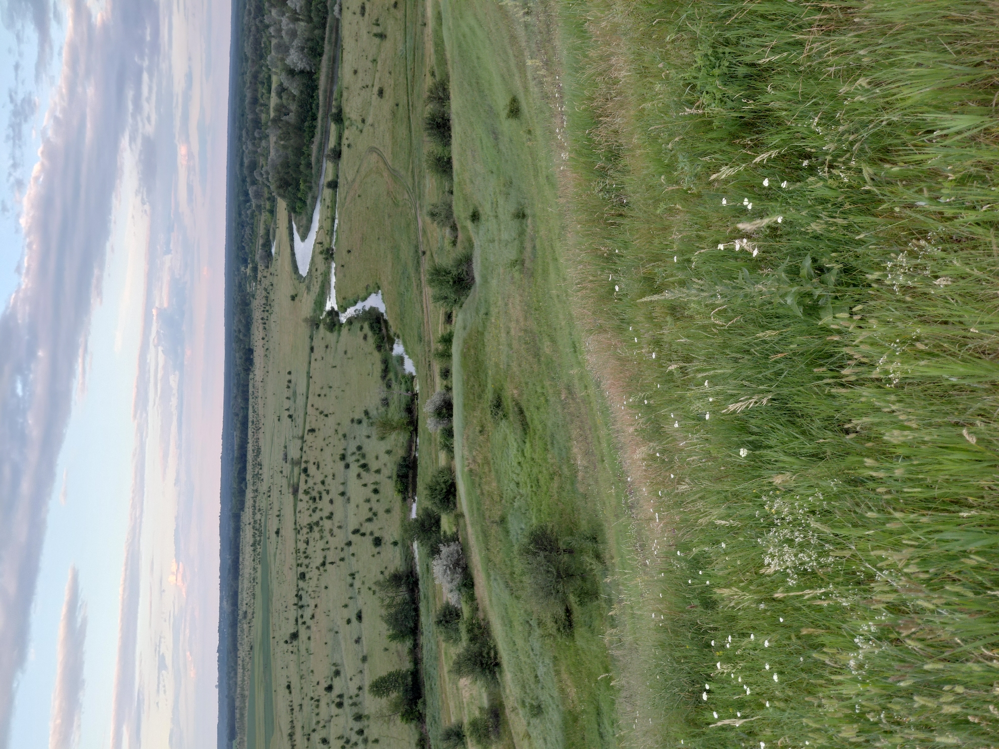 A landscape photograph depicts a wide, undulating valley under a cloudy sky at dusk. The foreground is dominated by tall, green grass with scattered small white wildflowers. A gentle slope leads the eye down into the valley, where a winding river snakes through a patchwork of fields and sparse trees. In the distance, a dense forest forms a dark horizon line against the pale sky. The scene appears tranquil and natural, with no signs of human presence or activity. The location is identified as Ustyvytsia, Ukraine.