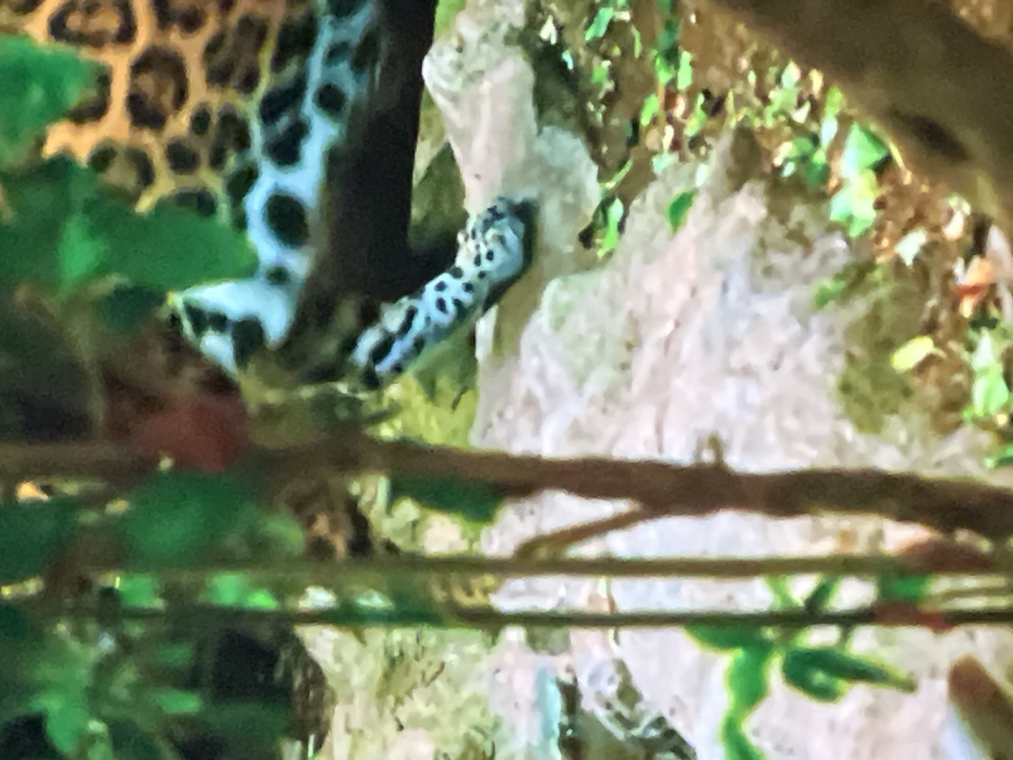 The image shows a close-up of a jaguar's spotted leg and paw resting on a rock. The background is blurred and appears to be a natural environment with green foliage and rocks. The jaguar's fur is a mix of black spots on a yellowish-brown background, with white markings on its leg and paw. The lighting suggests it is daytime. There is no indication of the city of Casablanca, Morocco, or any specific location.