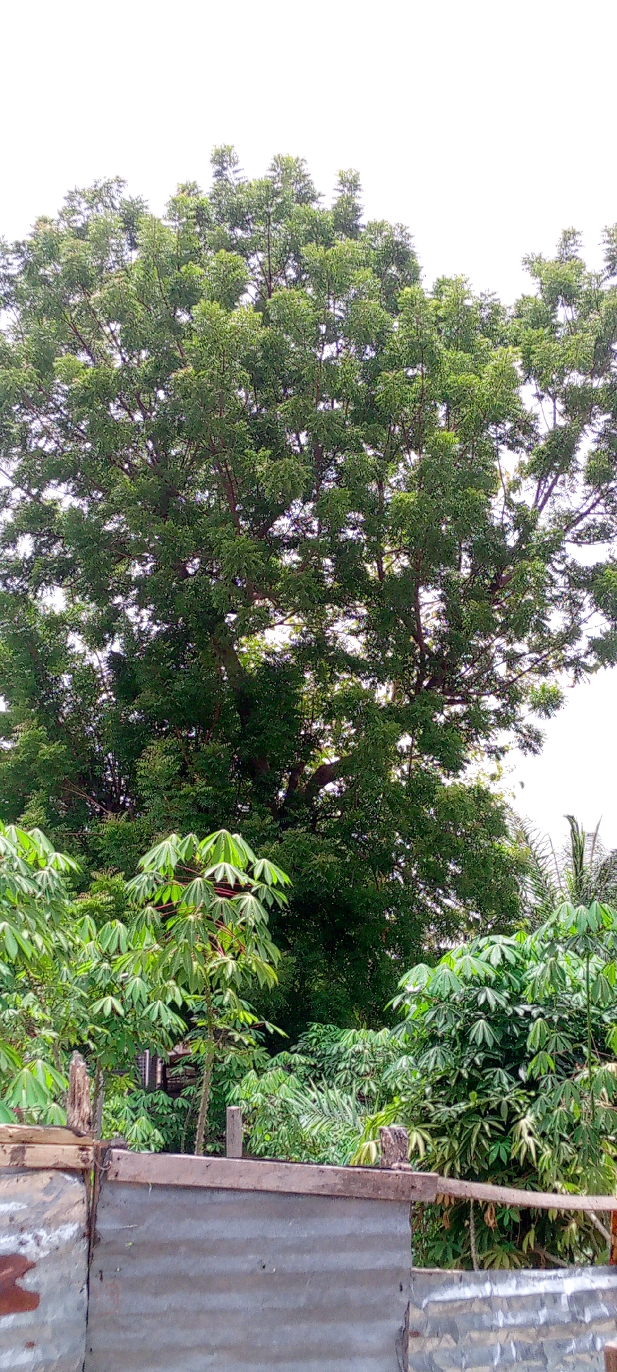The image depicts a large, mature tree with dense green foliage, possibly a Neem tree, occupying the majority of the frame. Beneath it are clusters of Cassava plants with their characteristic palmate leaves. The foreground features a corrugated metal fence or structure, indicative of a domestic or semi-urban setting. The sky is overcast or washed out, providing a neutral backdrop. The location is likely Adankolo, Nigeria, as indicated in the prompt.