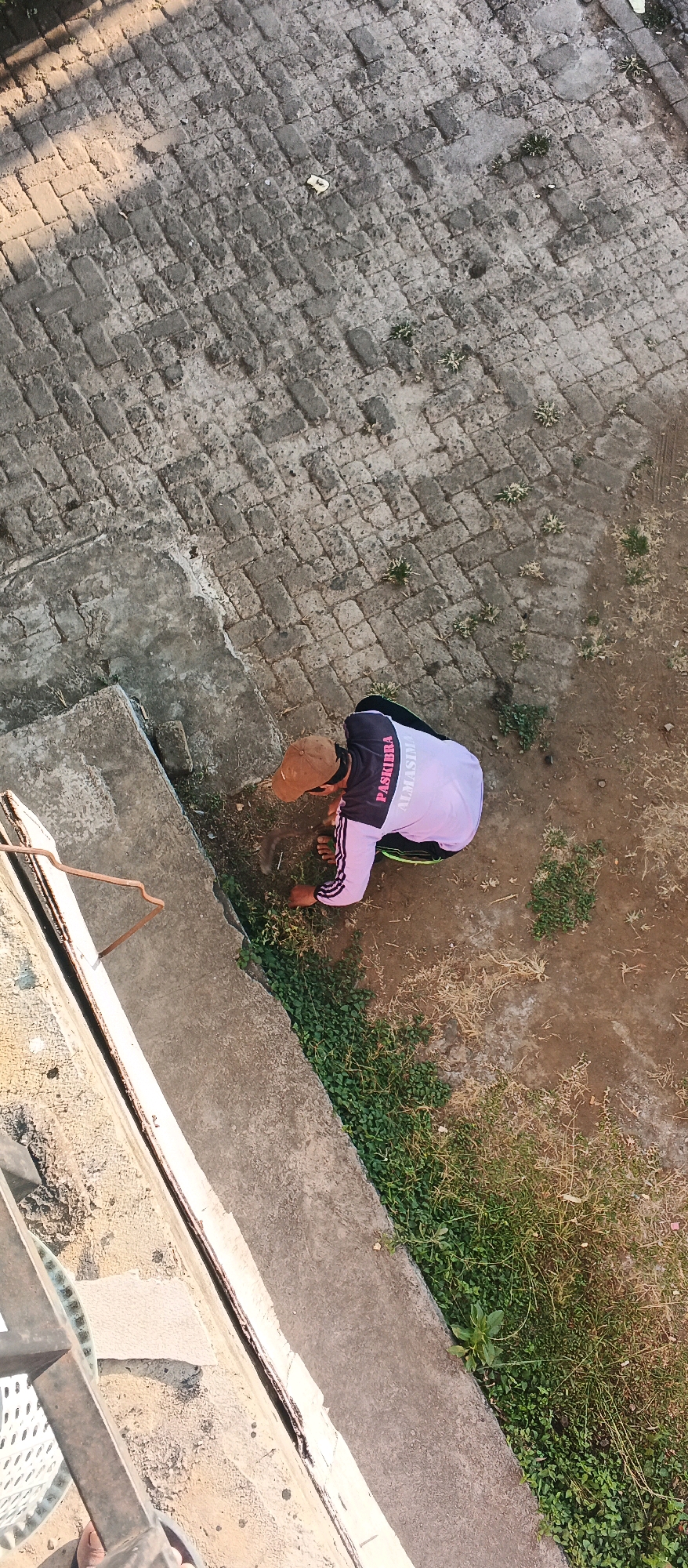 A person wearing a brown cap and a white and black shirt with "PASKIBRA ALMASIMA" written on it is squatting and tending to a patch of grass next to a concrete structure. The person appears to be in an outdoor environment with a paved area made of bricks and patches of dry and green vegetation. The scene is captured from a high angle.