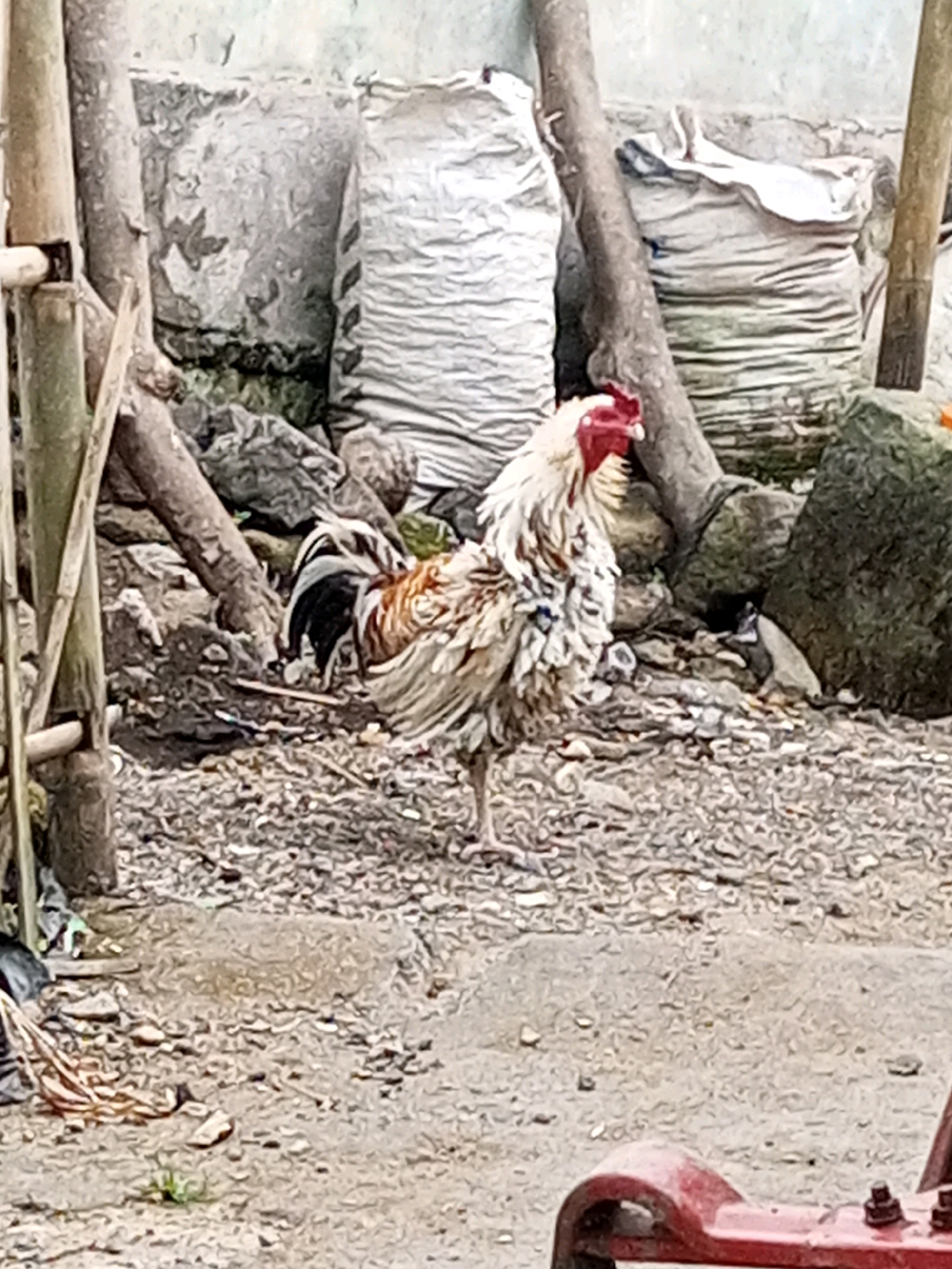 In Andongsili, Indonesia, a rooster stands in a yard filled with gravel and debris. The rooster is facing to the left and is mostly white with brown and black markings. In the background, there are two large white sacks, possibly filled with sand or grain, and several large rocks. There are also tree branches and bamboo poles scattered around the yard. The scene appears to be outdoors in a rural or semi-rural area.