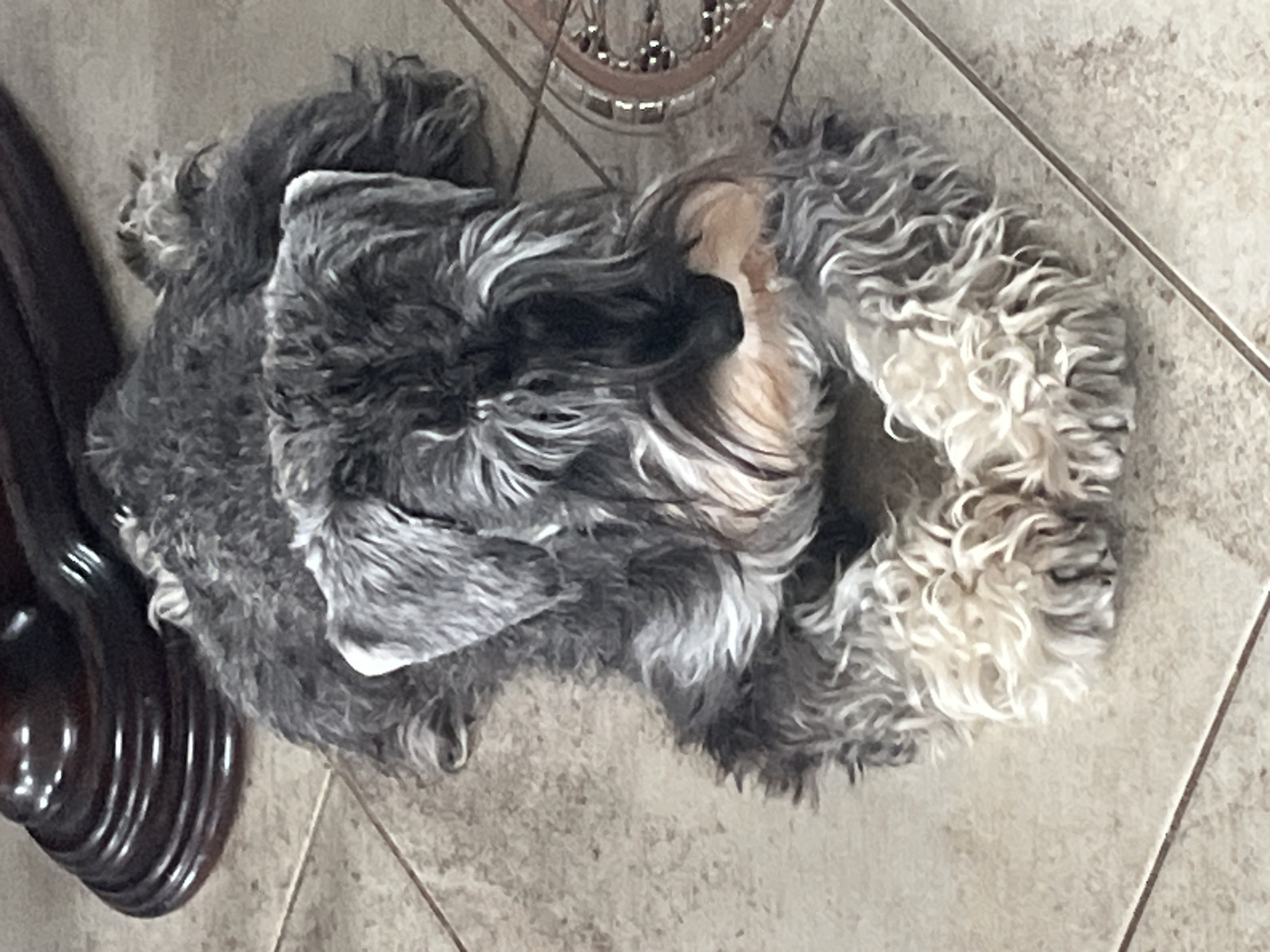 A miniature schnauzer lies on a tiled floor, its gray and white fur ruffled. The dog is positioned in the center of the frame, facing the camera with its head slightly tilted. Its front paws are curled beneath its chest, and its bushy eyebrows and beard are prominent. To the left of the dog, a dark, polished wooden base of furniture is visible. The floor is made of large, square tiles in a light beige color, with darker grout lines. To the right of the dog, a decorative element with circular patterns is partially visible. There are no people present in the image. The scene is well-lit, suggesting an indoor environment. The image does not provide any information about the city of Vladimirovka, Russia.