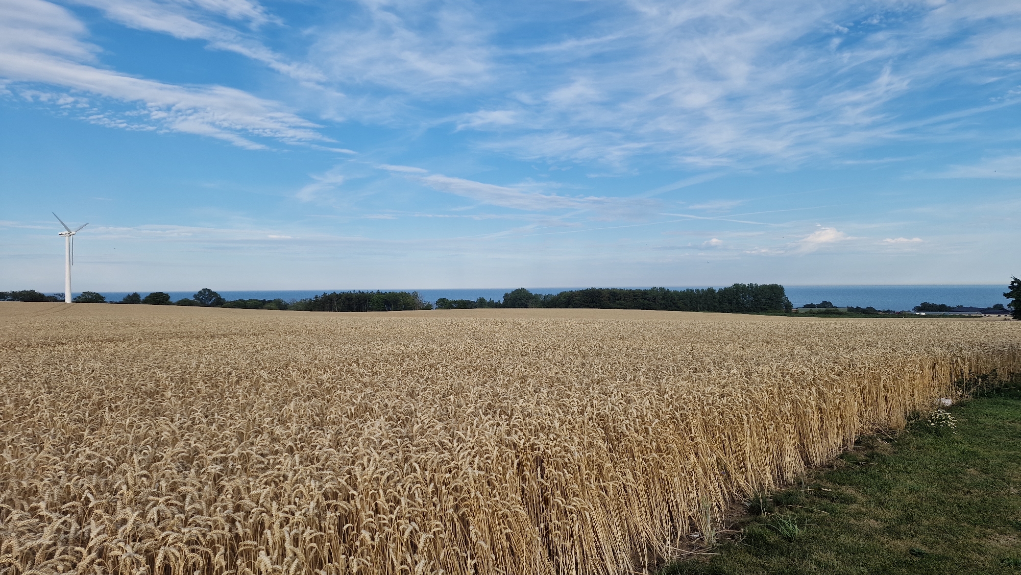 An outdoor, eye-level, wide shot captures a vast field of golden wheat under a bright blue sky with scattered white clouds. In the distance, a line of green trees separates the field from a calm, blue body of water, likely the sea, with a faint horizon. To the left of the wheat field, a white wind turbine stands tall against the sky. The wheat stalks are densely packed and extend towards the foreground, with a strip of green grass visible on the far right side of the image. The scene is serene and rural, suggesting a location in the countryside near Brantevik, Sweden, given the characteristic coastal landscape and presence of agricultural fields. There are no people or animals visible in the frame.