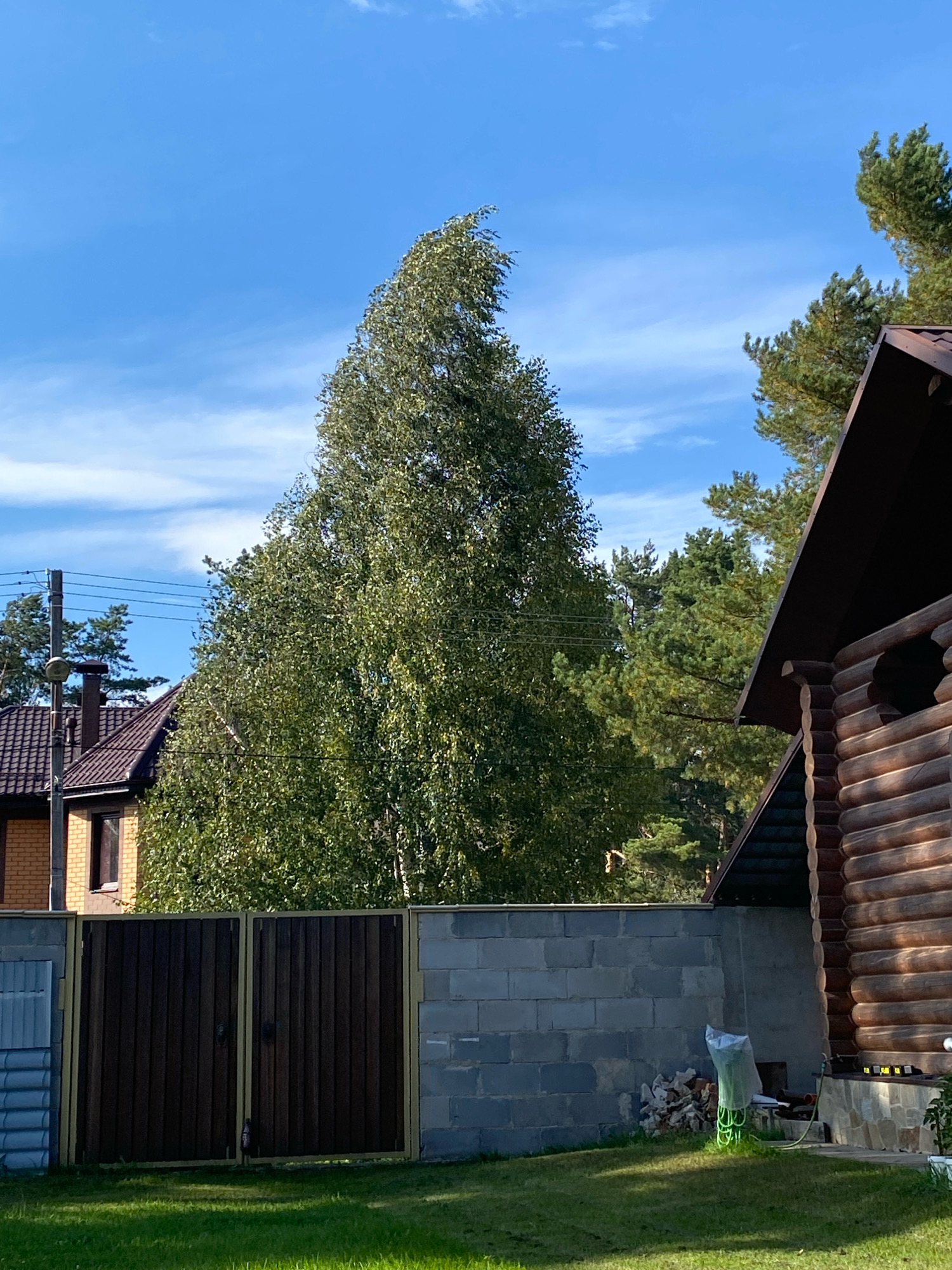 The image shows a rural scene, likely a private property, under a clear blue sky with scattered white clouds. A tall, slender birch tree with green foliage dominates the center of the frame, its branches bending slightly in the wind. To the left, a two-story house with a brown tile roof and a brick facade is partially visible, with power lines running past it. To the right, a section of a rustic wooden log house with a dark brown roof is prominent. In the foreground, a dark wooden double gate with vertical planks stands between a section of light-colored corrugated metal fencing on the left and a grey cinder block wall on the right. The ground is covered with green grass. A pile of firewood and a green plastic bag are visible near the base of the log house, behind the cinder block wall. The overall impression is one of a suburban or rural setting, possibly a dacha, in a temperate climate during daylight hours. The specific location in the city of Perm, Russia is not discernible from the visual information alone.