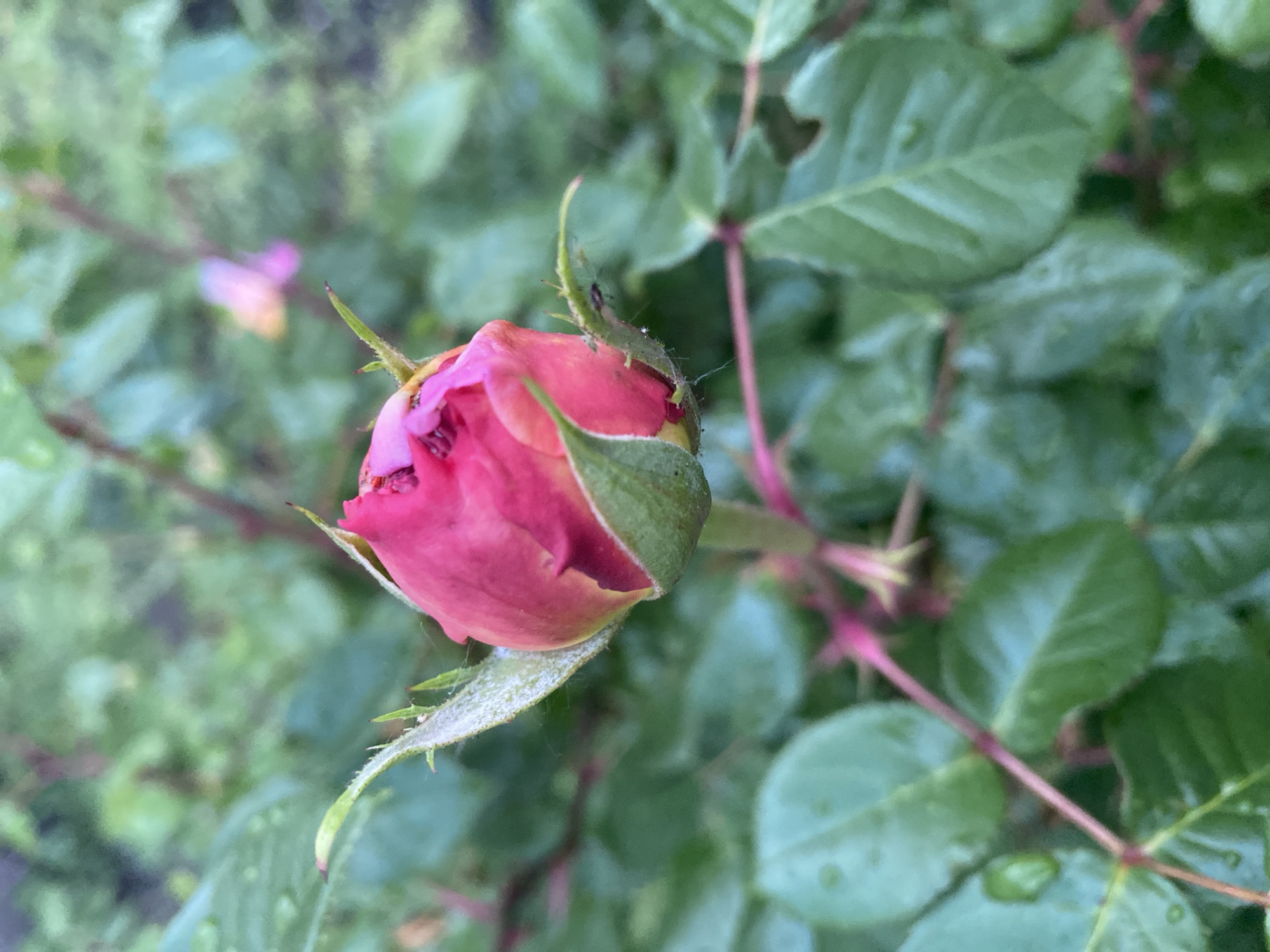 A close-up captures a pink rose bud nestled amongst green leaves. The bud is tightly closed, showing only a hint of its petals. Some leaves show signs of water droplets, suggesting recent rain or dew. The background is a blur of green foliage. There is no visible evidence to confirm the location is in Dnipro, Ukraine.