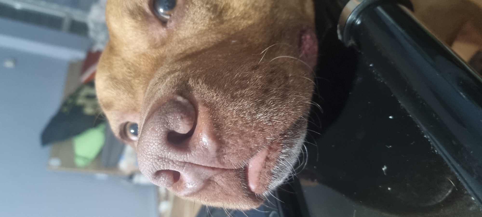 A close-up, slightly angled view captures the face of a light-brown dog, likely a pit bull type, with its nose and mouth centered. The dog's eyes are visible at the top left, and the tip of its tongue peeks out from its mouth. To the right, a cylindrical, black object is visible, possibly a part of furniture. The background shows glimpses of a light blue wall and blurred objects, including what appears to be a patterned cloth or bag. The location, city, and state are unknown.