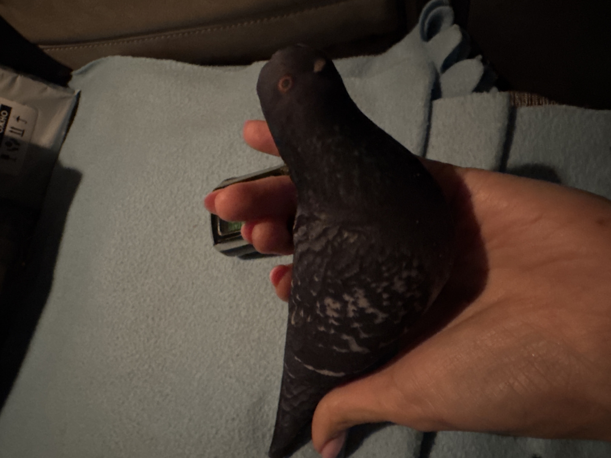 A dark-colored bird, likely a pigeon, is held gently in a human hand in this indoor, dimly lit photograph. The bird's feathers are dark grey or black, with distinctive lighter grey and white patterns visible on its chest and belly. Its right eye is clearly visible, featuring an orange iris and a black pupil.
The hand holding the bird has neatly manicured nails painted a light pink/mauve. A small, metallic, rectangular object is partially visible between the thumb and forefinger. The bird and hand rest on a light blue, textured blanket or fleece. In the blurred background, darker upholstery is visible, suggesting a couch or similar furniture.
On the far left, a white label from a bag or container shows partial text and symbols. The Russian word "ОКНО" (OKNO), meaning "window," is partially visible, along with care instruction symbols. This detail supports the provided location context of Izhevsk, Russia. The dim lighting suggests either nighttime or an indoor setting with low artificial light. The overall scene conveys a calm interaction with the bird.
