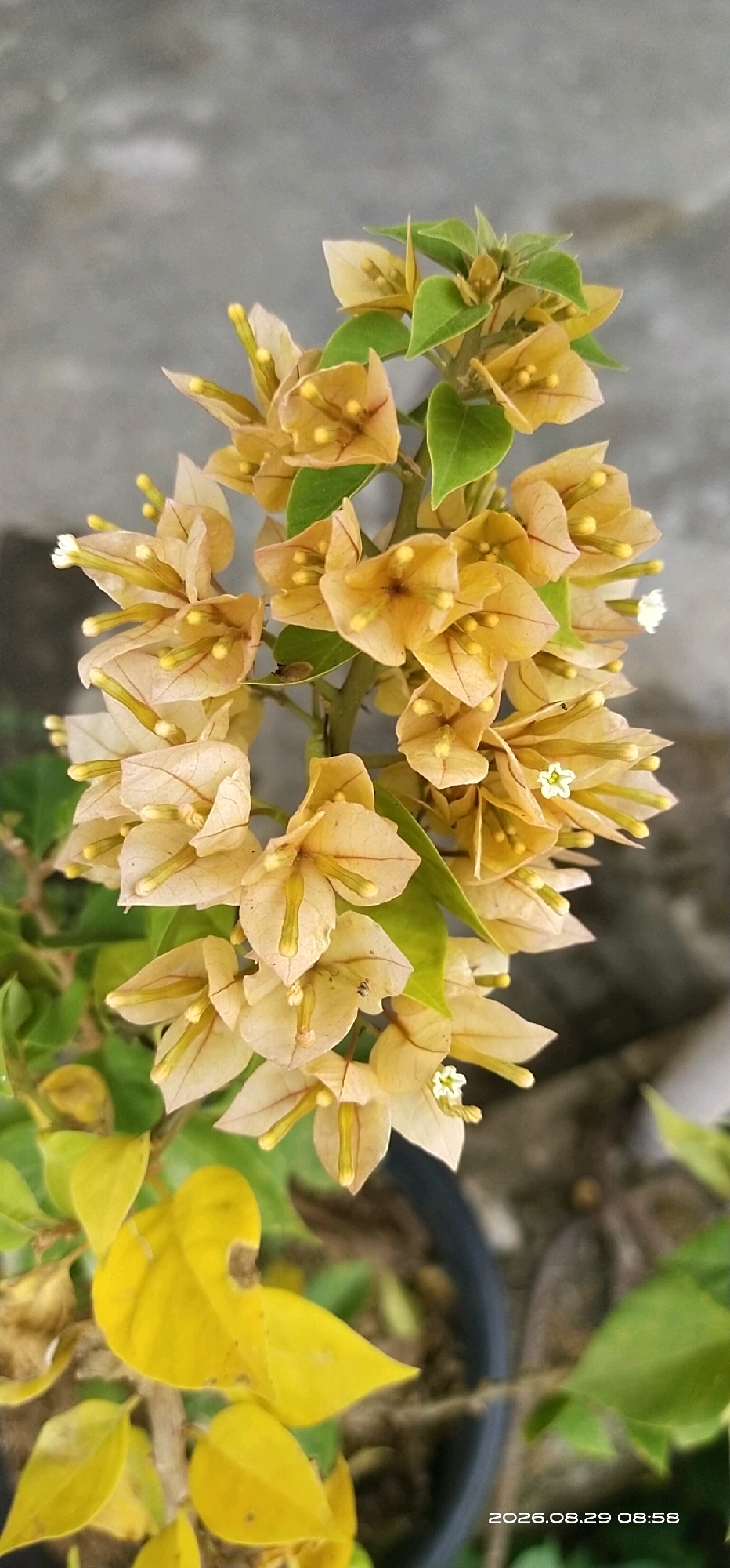 The image shows a cluster of pale yellow bougainvillea flowers with prominent yellow stamen. Some leaves are green, while others are yellow and appear to be dying or wilting. The background is a blurred, grayish textured surface, possibly a wall or pavement. In the lower right corner, there is a timestamp indicating "2026.08.29 08:58." The image does not provide enough visual information to determine the specific location within Matabu, Indonesia, or to identify any people, actions, or interactions.