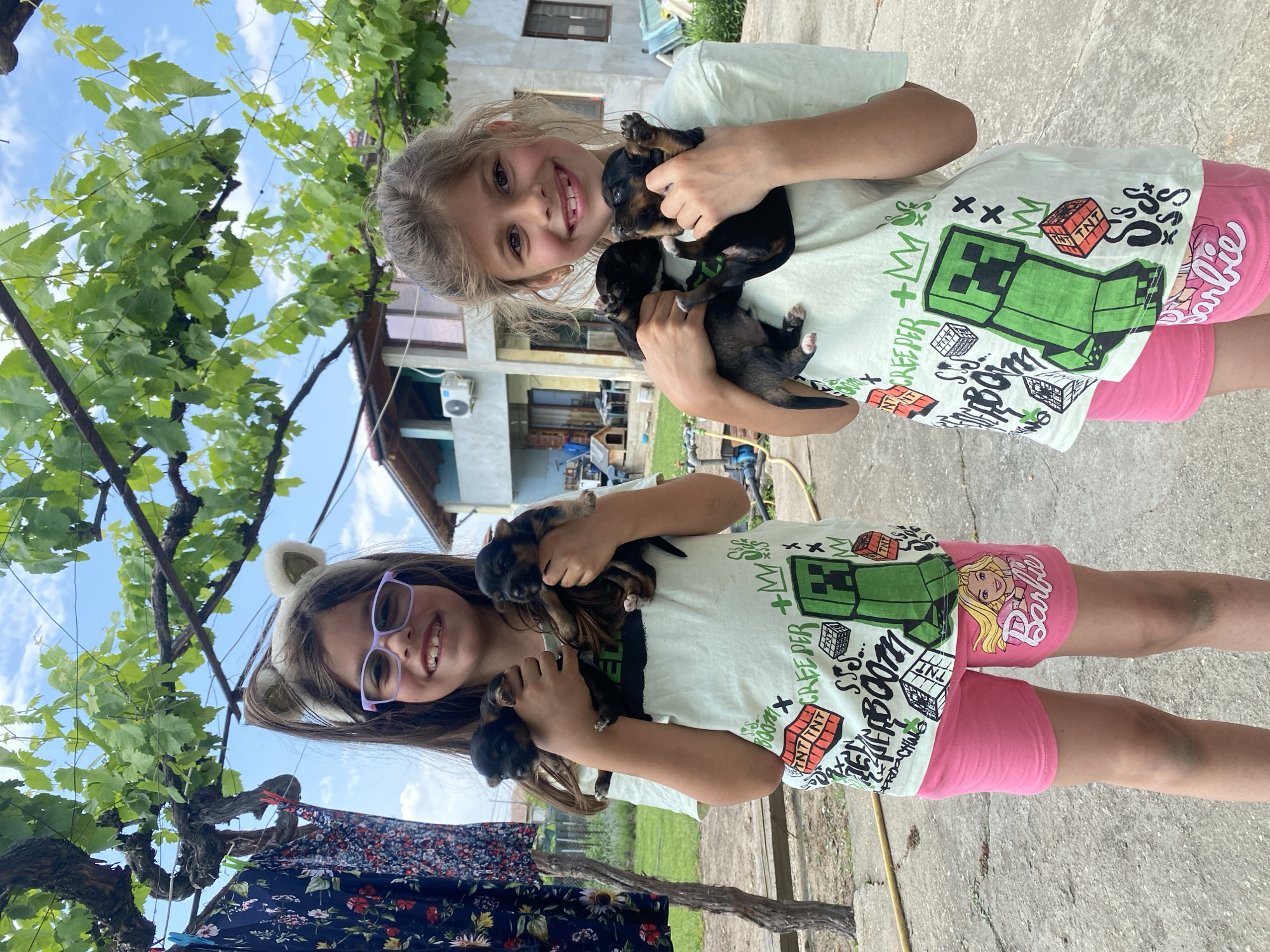 The image displays two young girls standing outdoors in Sinitovo, Bulgaria, each holding two small, dark-colored puppies.
The girl on the left, possessing long dark brown hair pulled into a high ponytail, wears a light-colored animal-ear headband and purple-framed glasses. She is attired in a light-colored, short-sleeved t-shirt featuring a large green Minecraft Creeper graphic, red "TNT" blocks, and various text and symbols. Her lower attire consists of pink shorts with a "Barbie" logo and character illustration on the left thigh. Her bare knees exhibit minor discoloration. She holds two small puppies, primarily dark-furred with some tan markings, in her arms.
The girl on the right has long light brown hair and wears a light-colored, short-sleeved t-shirt with similar Minecraft Creeper and "TNT" graphics. She wears plain pink shorts and also has bare legs. She holds two small, dark-furred puppies; one shows distinct tan markings and white paws. Both girls are smiling directly at the viewer.
The scene is set outdoors under a bright blue sky with scattered white clouds, partially obscured by a dense overhead canopy of green grapevines. In the background, a light-colored, multi-story house with visible windows and an external air conditioning unit on its left side is present. To the left of the house, a smaller blue structure and a wooden dog house are visible. On the far left, a clothesline with various patterned garments hangs. The ground surface is paved concrete or stone, across which a yellow hose or cable runs in the mid-ground. Green grass and additional vegetation are visible beyond the paved area.