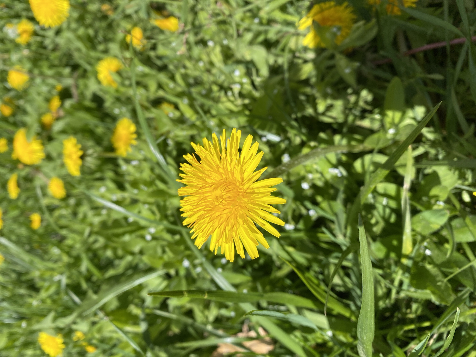 The image shows a field of dandelions in bright sunlight. The majority of the dandelions are yellow, and they are scattered throughout the green grass. The scene is likely located in a park or field in Yekaterinburg, Russia, but no identifying features can be determined from the image. There are no people or animals visible. The main subject is the dandelion in the center of the frame.