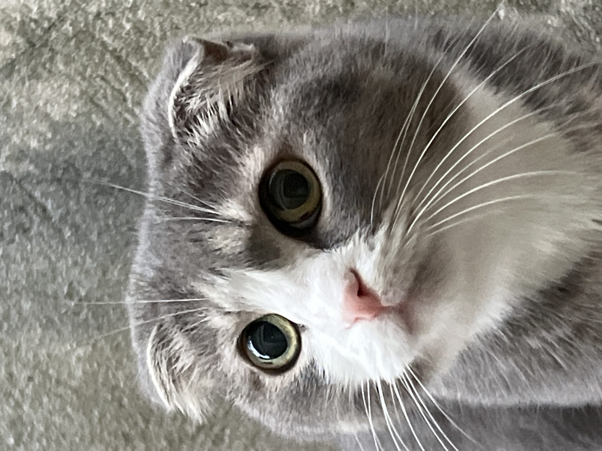 A close-up, eye-level shot focuses on the face of a Scottish Fold cat. The cat has grey and white fur, with folded ears that are partially obscured by its fur. Its large, round eyes are a striking green with dark pupils. A small, pink nose is visible, surrounded by white fur and long, white whiskers. The background is a textured, grey surface, possibly a wall or fabric. The image does not contain any information about the city of Choeng Thale, Thailand.