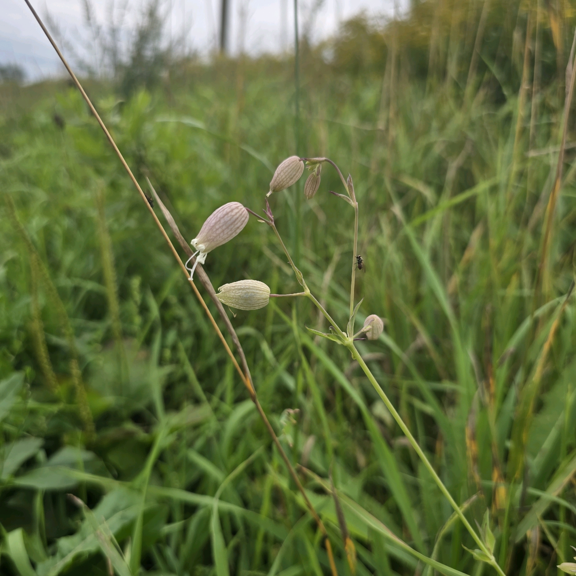 A close-up, eye-level shot captures a plant with several pale pink, ribbed seed pods in a field of green grass under an overcast sky. The plant is in focus in the foreground, with a thin, brown stem extending diagonally from the upper left to the bottom right. One seed pod hangs on the left side of the stem, tilted upwards. Another, slightly smaller pod is attached to the stem further up and to the right, also pointing upwards. Below this pod, two smaller, unopened buds are visible. A tiny black insect, possibly a fly, is perched on the stem to the right of the upper seed pod. The background consists of blurred green and yellow stalks of grass, suggesting a natural, outdoor environment. The image is taken in Belokurikha, Russia.