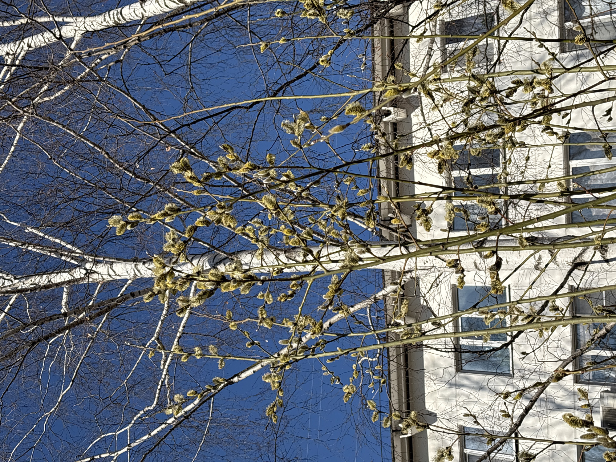 The image, taken in Chaikovsky, Russia, presents a view looking upwards towards a building with white walls and visible windows. The foreground features tree branches with emerging catkins, suggesting the beginning of spring. Some of the branches belong to birch trees, identifiable by their white bark. A clear blue sky is visible in the background, framed by the branches and the building. The scene evokes a sense of urban nature, with the natural elements juxtaposed against the man-made structure.