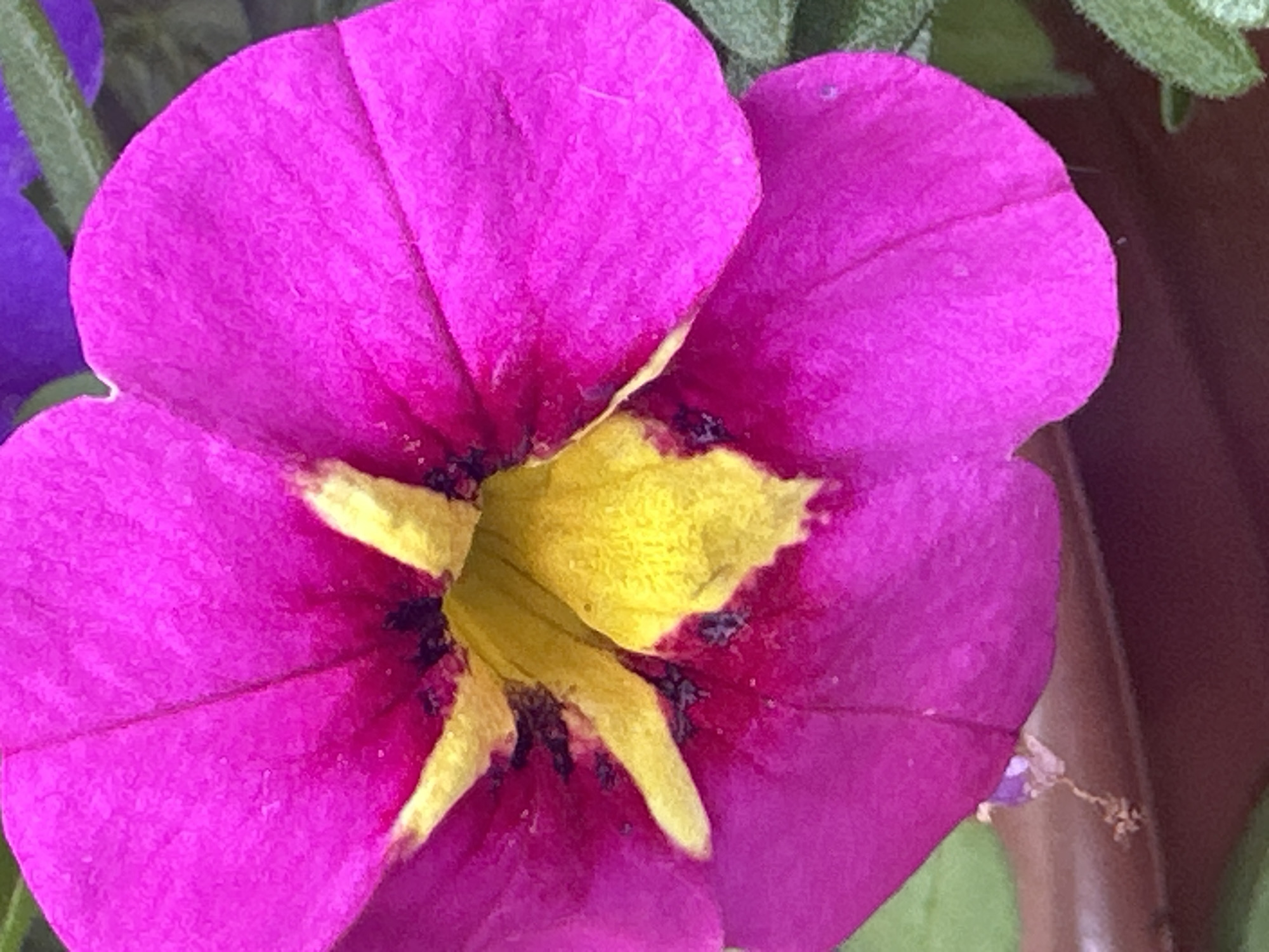 A close-up, low-angle shot captures a vibrant fuchsia petunia flower in full bloom. The flower's center is a bright, sunny yellow, with dark purple markings around the stamens. The petals are delicate and slightly ruffled, with visible veins running through them. In the background, a blurry purple flower and green foliage are visible. The composition is dominated by the fuchsia of the petunia, creating a cheerful and lively atmosphere. The image does not depict any identifiable landmarks or features that would allow for pinpointing its location within the city of Łódź, Poland.
