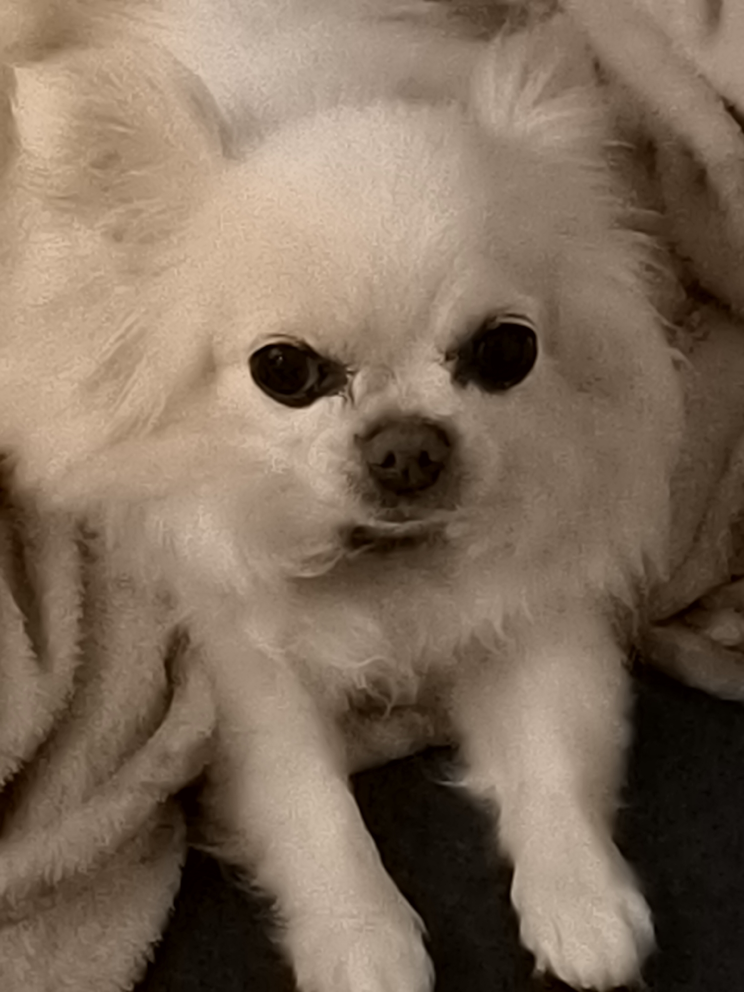 The image is a close-up, eye-level, medium shot of a cream-colored Pomeranian dog resting on a plush blanket. The dog's face is centered in the frame, with its dark, round eyes looking directly at the camera. Its nose is dark and slightly wet. The dog's fur is fluffy and appears soft. The background consists of the texture of the blanket, which is also cream-colored and has a soft, fuzzy appearance. The lighting is warm and slightly diffused, creating a serene mood. There is no discernible urban environment or indication of the city of Klaipėda, Lithuania. The image focuses solely on the dog and its immediate surroundings.