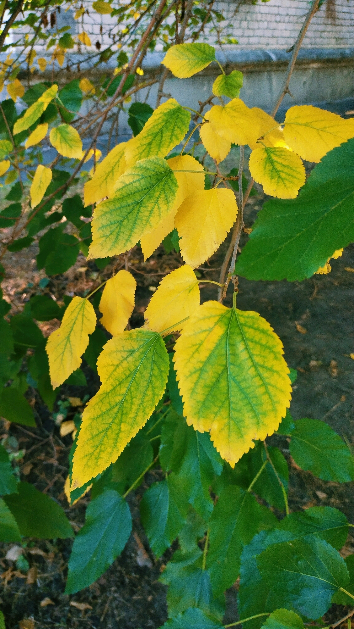 The image displays a close-up view of tree branches with leaves exhibiting signs of autumn. The leaves are predominantly yellow with some green still visible, suggesting a transition period. The background shows a textured surface, possibly a wall or building facade, with hints of a greyish-blue hue and horizontal lines that could indicate brickwork or siding. The ground beneath the branches appears to be covered with dark soil and some fallen leaves. The lighting suggests an outdoor setting, likely during the daytime. The scene is devoid of any human presence or discernible activity. The context of Horishni Plavni, Ukraine, implies an urban or suburban environment where such foliage would be common in the autumn season.