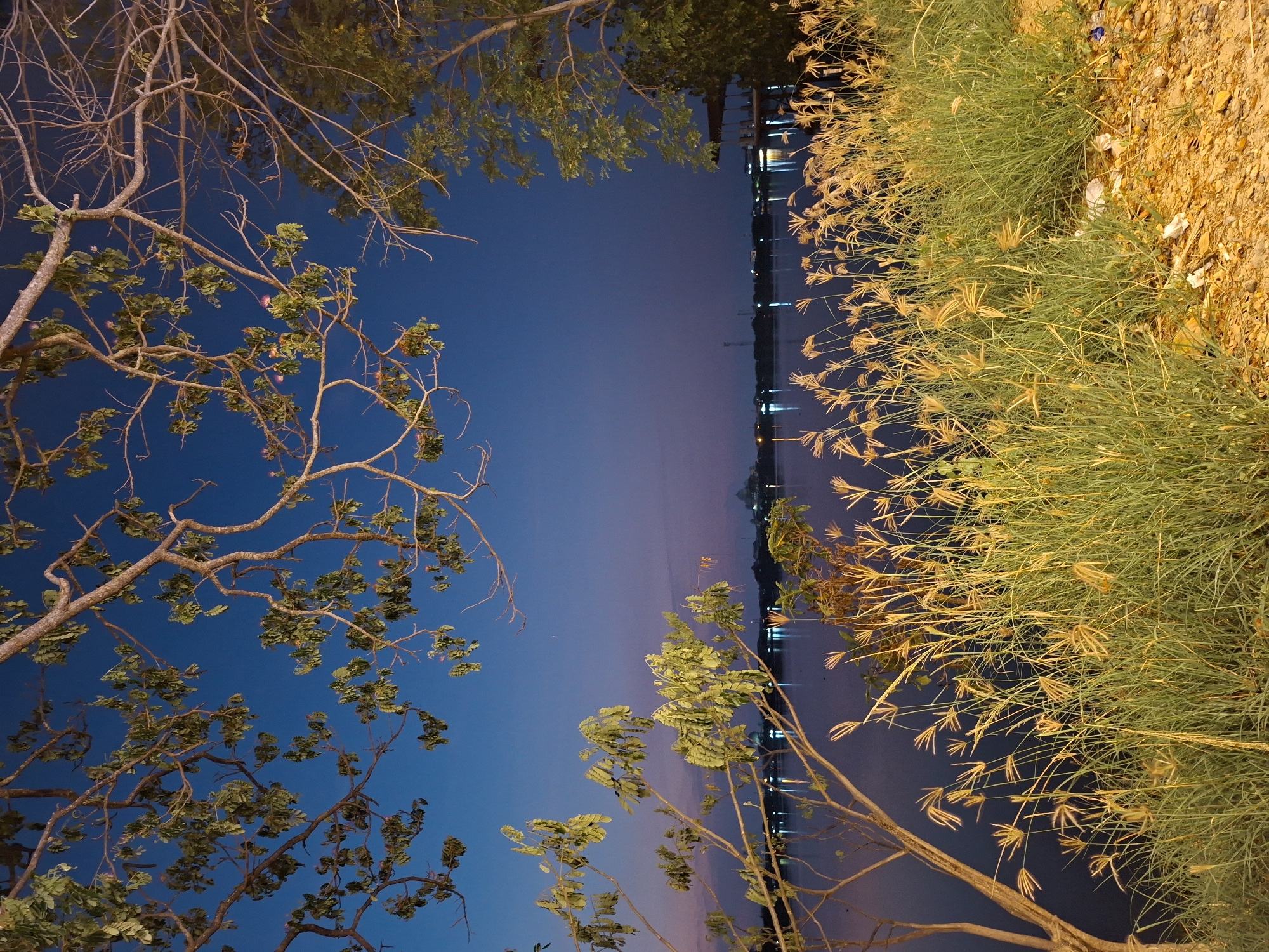 This image captures a serene waterfront scene at dusk or early night in Lhokseumawe, Indonesia. The sky, a deep indigo blue, occupies the upper portion of the frame, indicating the transition from day to night. Below, a calm body of water, likely a river or lake, stretches across the midground, reflecting a line of numerous small, bright lights from the distant shore, which appear as shimmering vertical streaks.
The foreground is framed by natural elements. On the left side, the branches of a tree, some bearing sparse green leaves and others bare, extend into the frame, silhouetted against the twilight sky. On the right side, a dense patch of vibrant green grass with distinctive yellow-brown seed heads (possibly a type of finger grass) fills the lower and right parts of the foreground. Adjacent to the grass, a patch of light brown, possibly gravelly or sandy ground, is visible.
Artificial lighting, likely from nearby streetlights or structures, illuminates the foreground vegetation, casting warm, yellowish tones on the grass and tree branches, which contrasts with the cool blues of the sky and water. The scene is static, depicting no specific activity. The overall impression is one of peaceful tranquility. No text is visible in the image.