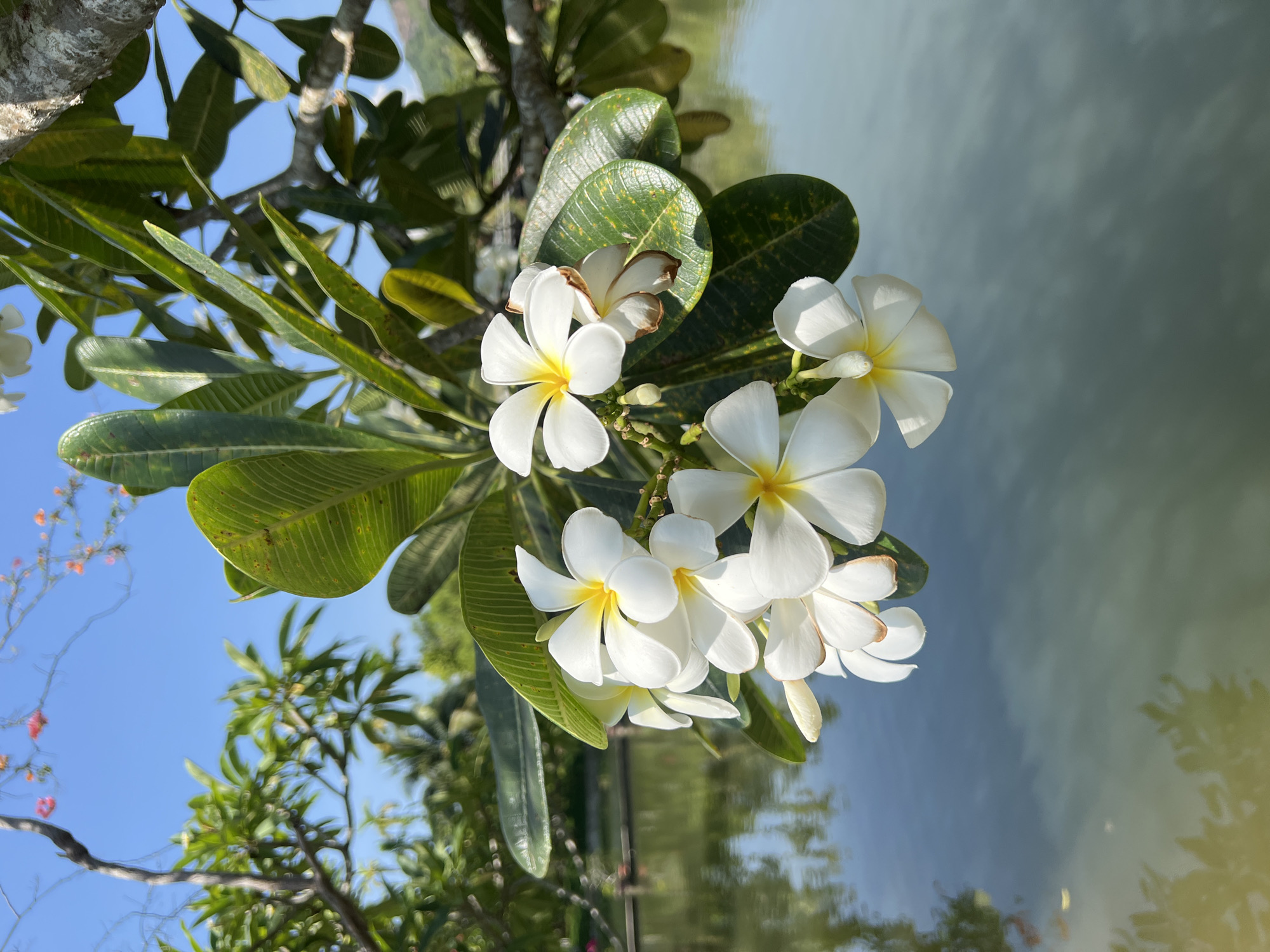 The image captures a close-up view of white Plumeria flowers with yellow centers, hanging from a branch against a backdrop of a clear blue sky and a calm body of water. The flowers are in bloom and appear to be in a tropical setting. In the distance, lush green foliage and trees are visible, suggesting a park or garden environment. The water reflects the surrounding greenery and the sky, creating a serene and tranquil scene. The location is identified as Suối Tân, Vietnam.