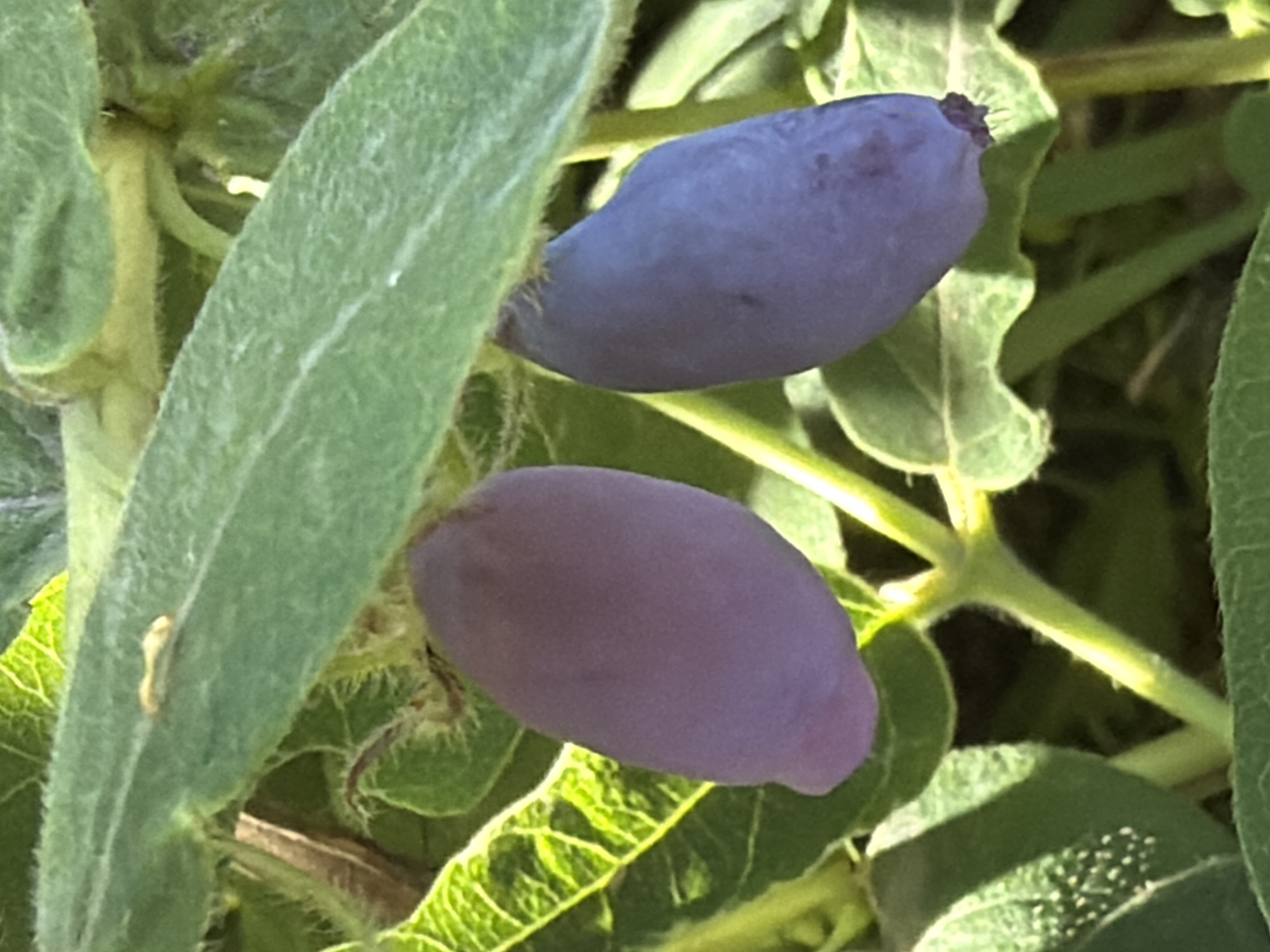 Two elongated, dark blue-purple berries hang from a green plant, partially obscured by large, fuzzy green leaves. The berries are smooth and have a slightly tapered shape. Sunlight casts shadows on the foliage, highlighting the veins and fuzzy texture of the leaves. The overall scene suggests a natural, outdoor environment, likely a garden or wild area. The location is Vaskelovo, Russia.