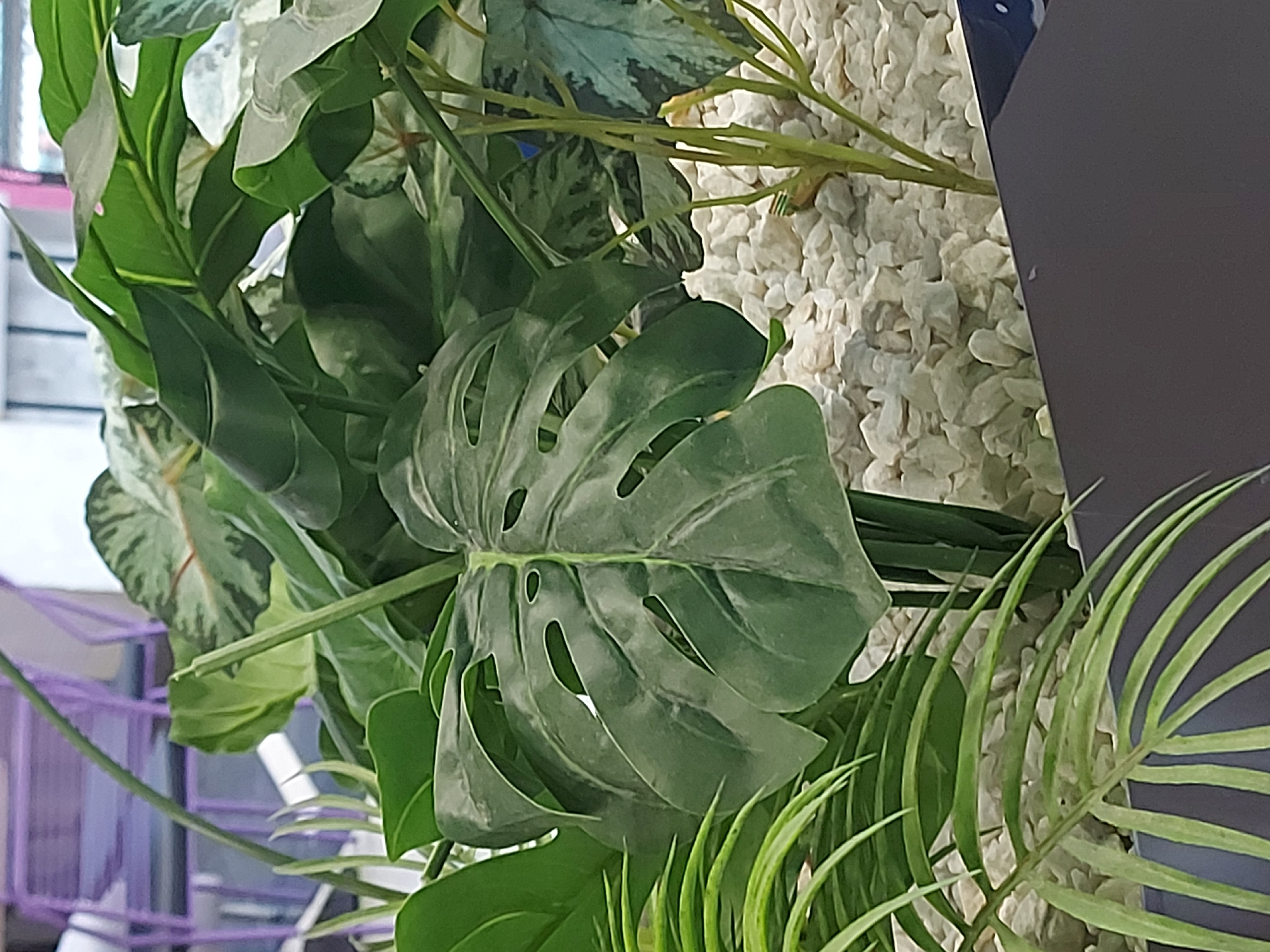 The image shows a close-up of several houseplants, including a Monstera with its characteristic fenestrations, and a fern with slender, green leaves. The plants appear to be arranged against a backdrop of small, white pebbles. A purple metal structure is partially visible in the lower left corner, possibly a plant stand. A dark-colored, flat object, possibly a surface or a wall, is visible on the right side of the image. The location, Izhevsk, Russia, is not evident from the visual information presented.