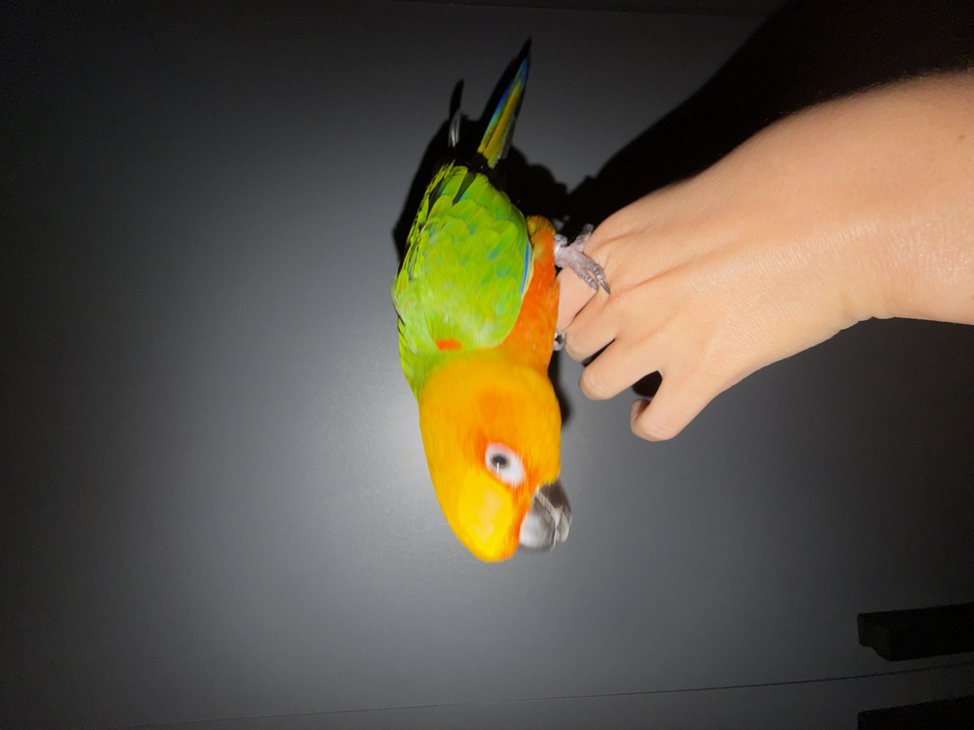 A sun conure parrot with bright orange and green plumage is perched on a person's left hand, which is positioned in the lower right quadrant of the frame. The parrot is facing left, with its head turned slightly towards the viewer, revealing a black beak and a white eye with a black pupil. The bird's body extends horizontally across the frame, with its green wings and tail feathers visible. The hand appears to be that of a female, with a silver ring on the ring finger. The background is a plain, dark gray surface that appears to be a wall. The lighting is dim, casting a shadow of the parrot and hand onto the wall. There are no visible identifying landmarks or elements that would indicate a specific location in Khimki, Russia.
