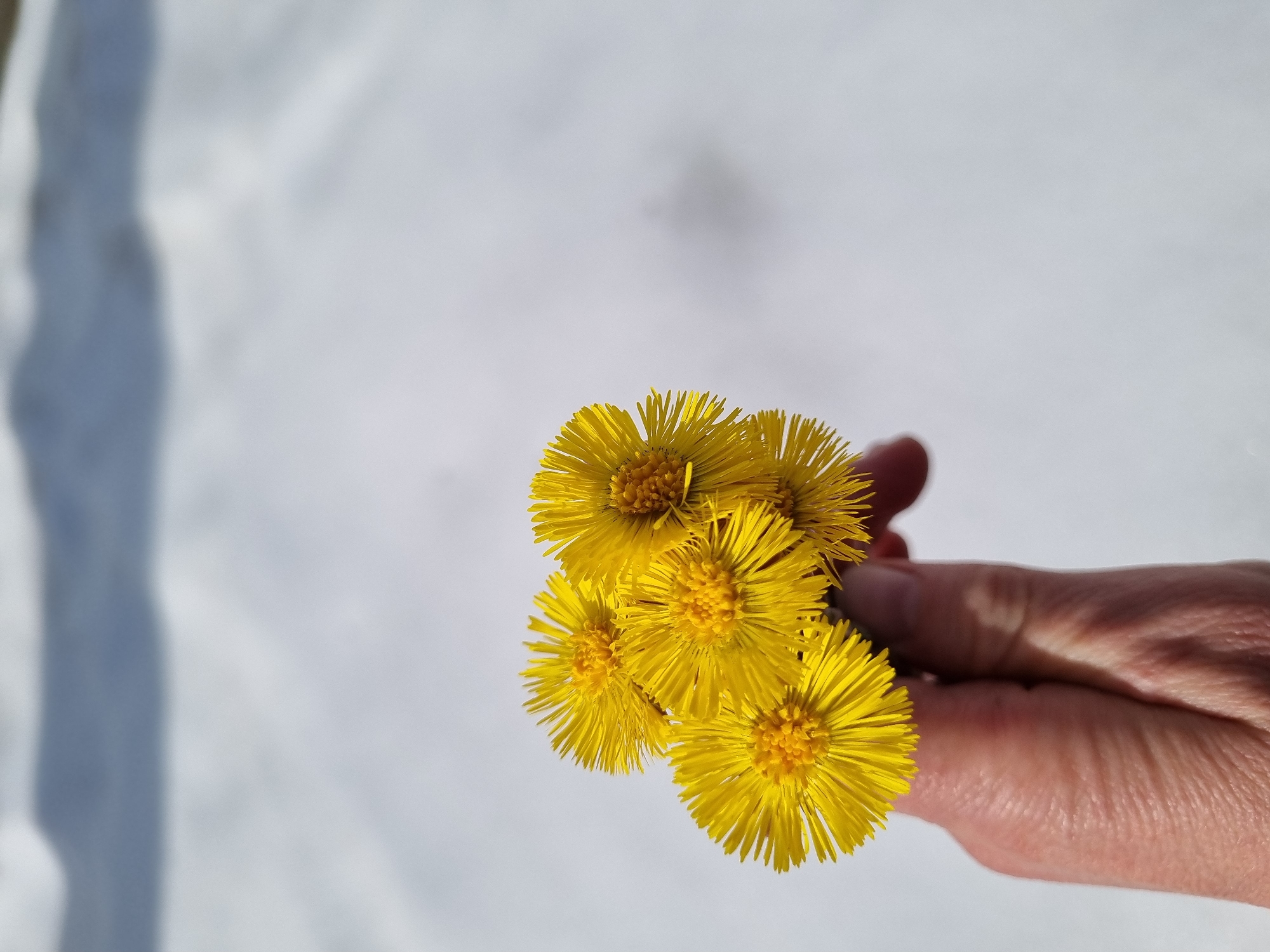 The image shows a cluster of approximately five yellow flowers, likely Coltsfoot (Tussilago farfara), held in a human hand. The flowers are in focus, displaying detailed petal structure. The hand is pinkish in tone with visible skin texture and wrinkles. The background is out of focus, appearing as a blurred white surface. Based on the presence of Coltsfoot flowers, and the snowy background, the picture was likely taken in an environment where snow is still present but spring flowers are blooming. There is no data to suggest the location to be specifically in the city of Kemul, Russia.