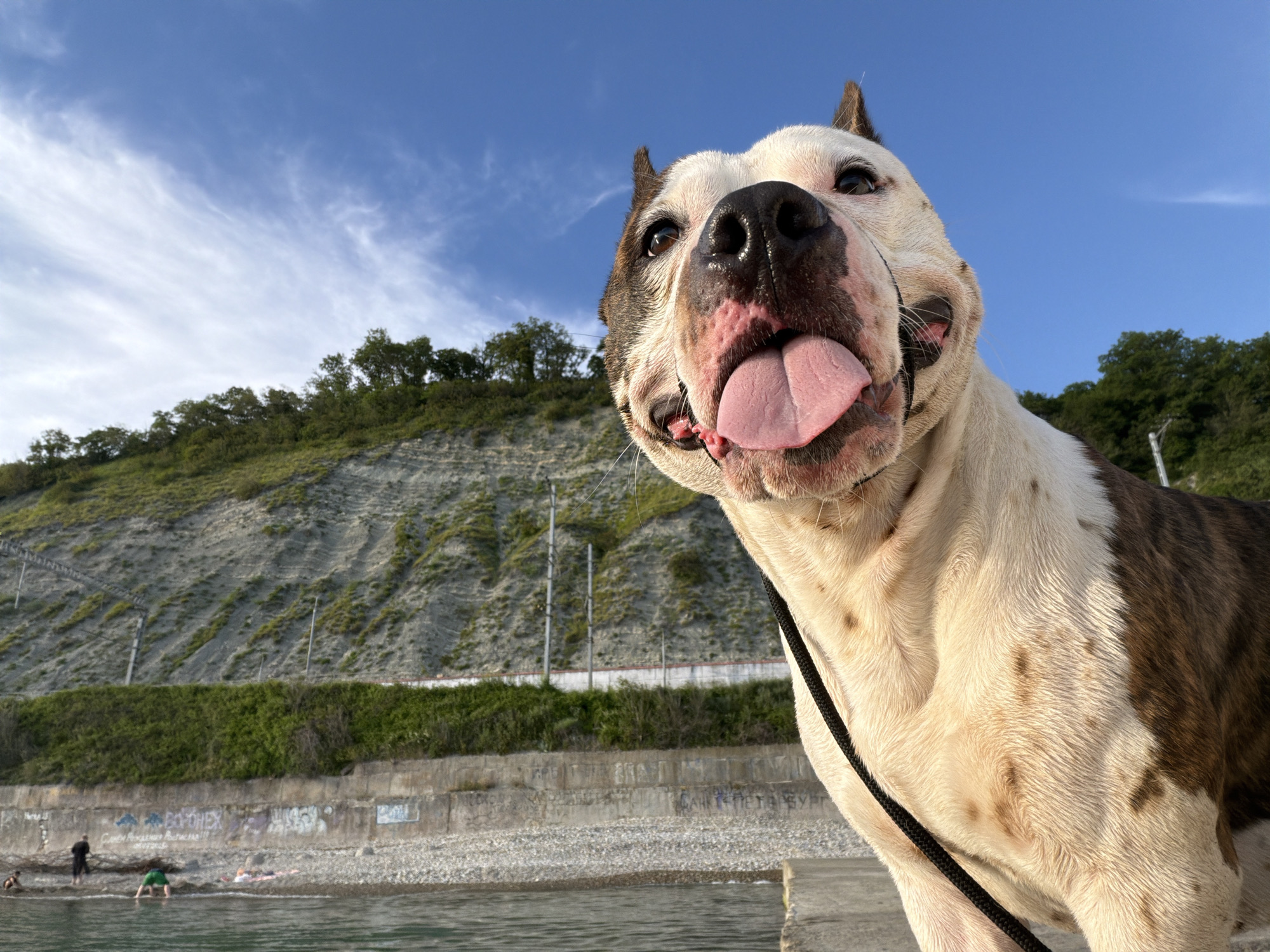 A close-up, low-angle shot features a brindle and white American Bulldog looking into the camera with its tongue out. The dog is on a concrete surface, with a black leash visible around its neck. In the background, there is a rocky beach with a few people wading in the water, a concrete retaining wall with graffiti, and a steep, vegetated hillside. The sky above is bright blue with wispy clouds. This scene is located in Dederkoy, Russia.