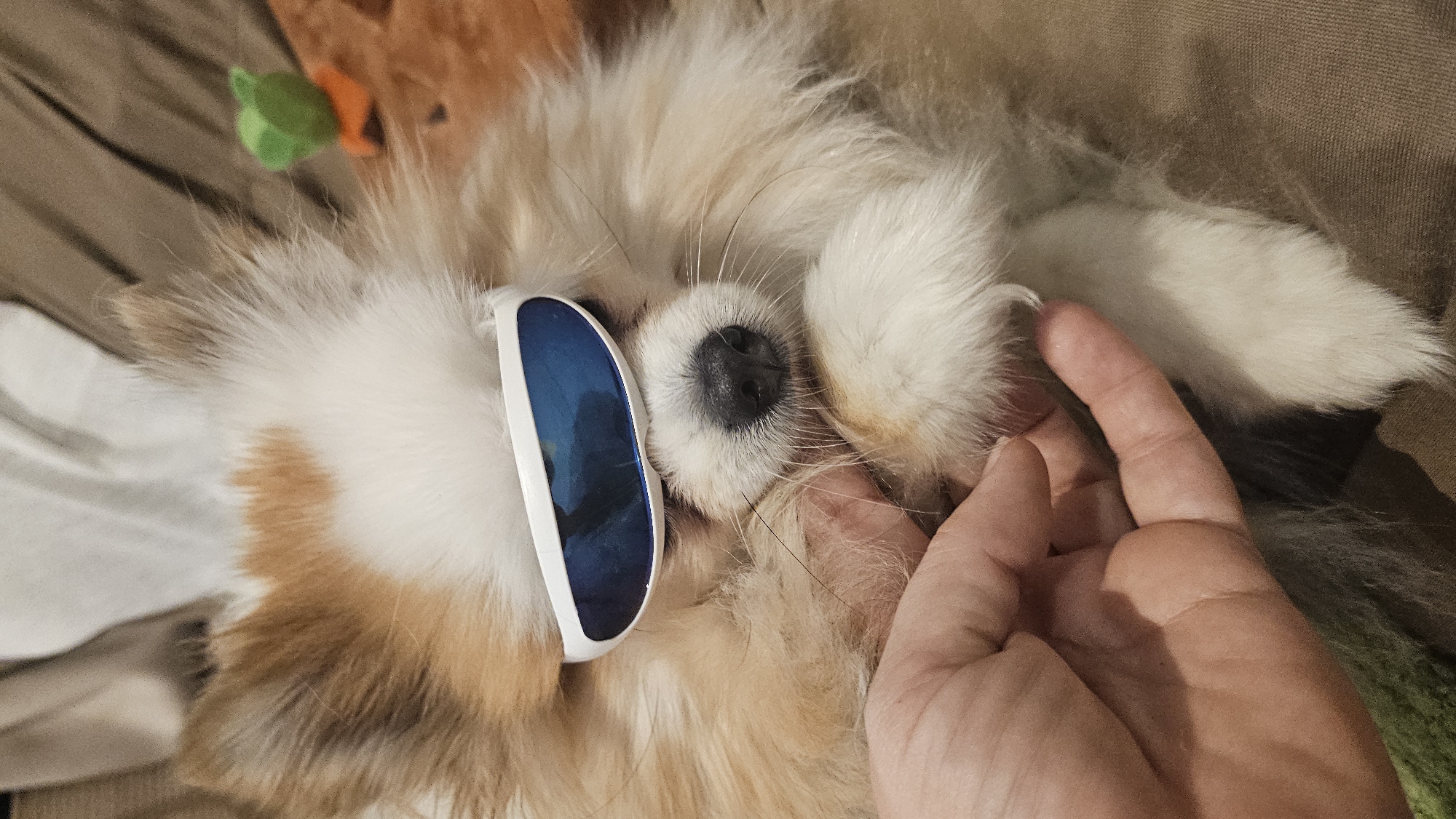 A close-up, eye-level shot shows a Pomeranian dog wearing white-framed blue tinted sunglasses. The dog has tan and white fur and is lying down. A human hand is visible in the lower left corner, gently holding the dog's paw. In the background, to the right of the dog's head, a small green and orange toy is partially visible. The lighting is dim, suggesting an indoor setting. No specific landmarks of Ko Samui District, Thailand are visible.