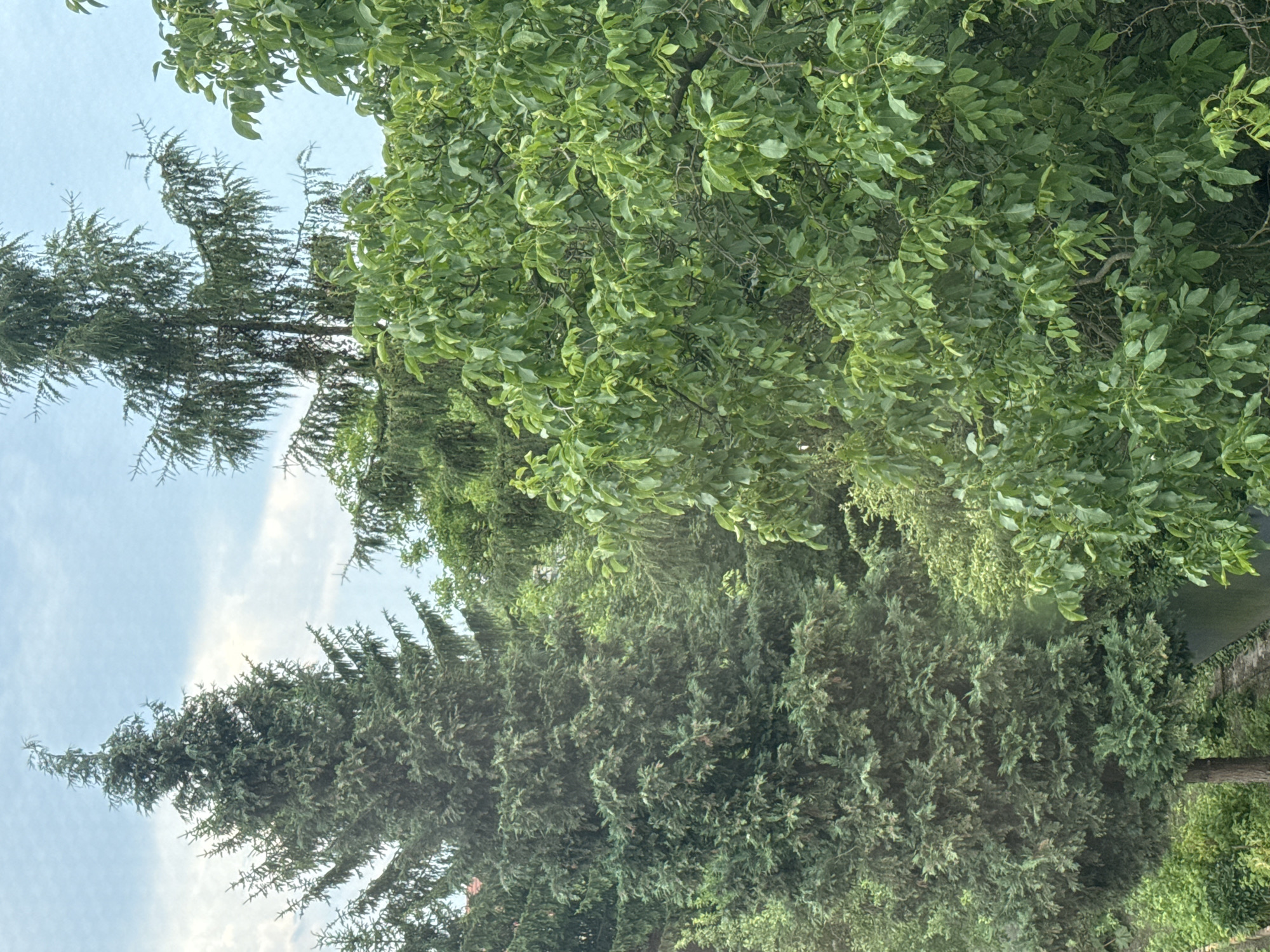 A view of trees from a window in Legnica, Poland. The image shows a large evergreen tree on the left, with a deciduous tree filled with green leaves on the right. The sky is visible in the background with some clouds.