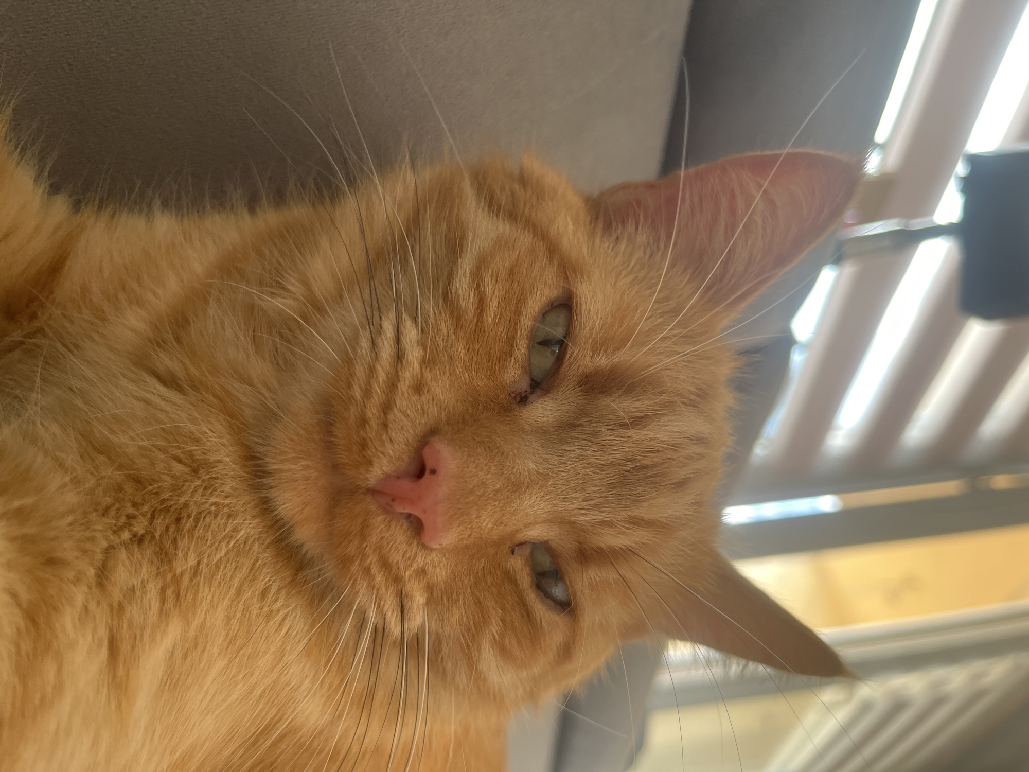The image is a close-up, low-angle, portrait-style photograph of an orange tabby cat lying on a gray surface, likely a sofa or chair. The cat's face is the primary subject, filling most of the frame. Its eyes are partially closed, giving it a sleepy or unimpressed expression. The cat has prominent whiskers, a pink nose with dark spots, and large ears. The background consists of horizontal blinds, suggesting the cat is indoors, near a window. The lighting appears to be natural, coming from the blinds. There is no indication of the city of Zabrze, Poland, or any specific urban environment within the image.