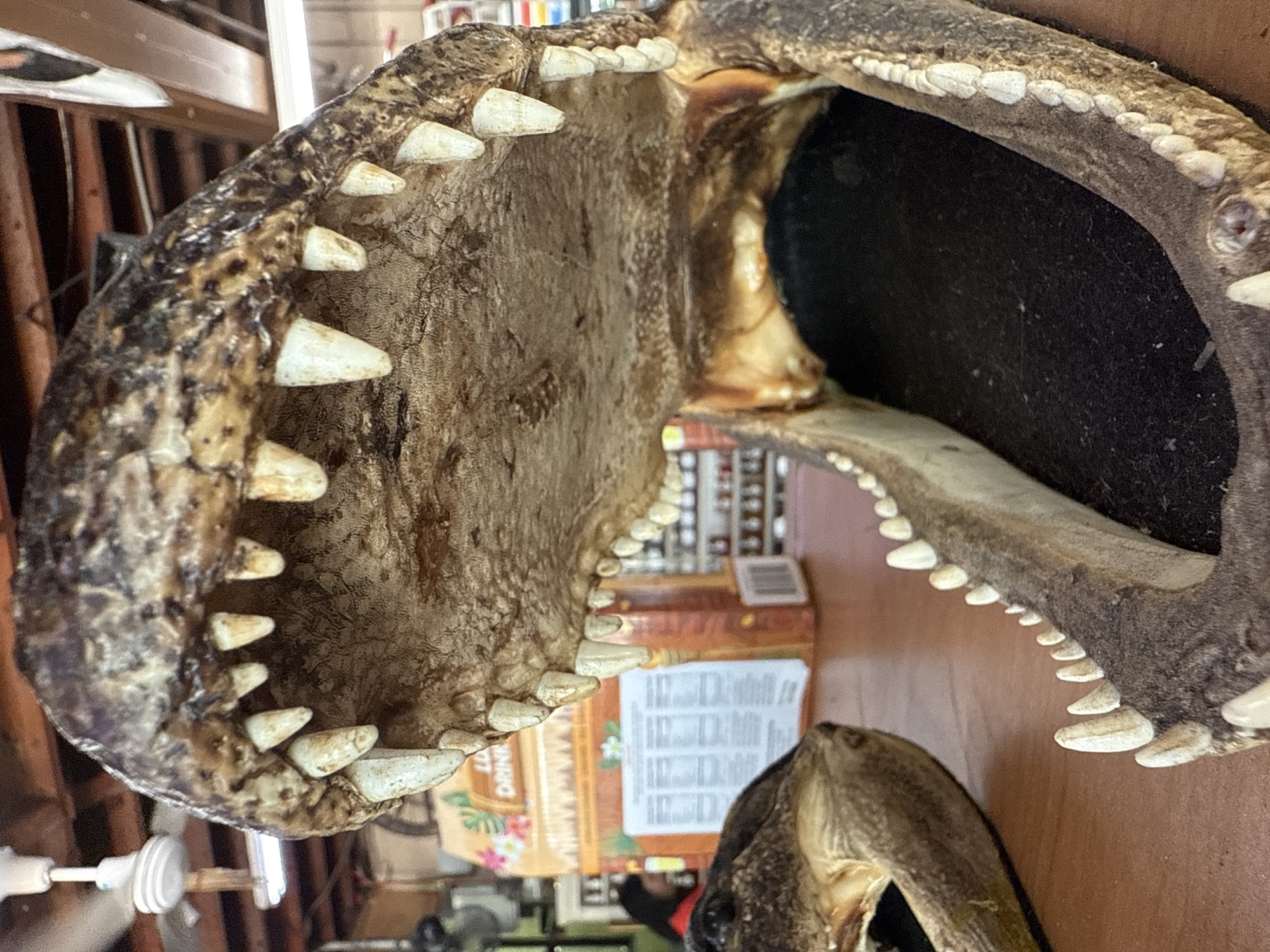 A close-up, eye-level shot shows a mounted alligator head with its mouth wide open. The mouth's interior is lined with rows of pointed, white teeth. The interior of the upper jaw appears to be tan and textured, while the lower jaw appears to be lined with dark material, possibly felt or velvet. A box with the word "DRINK" is visible in the background, along with other indistinct objects that indicate a cluttered environment. The image was taken in Davie, United States of America.