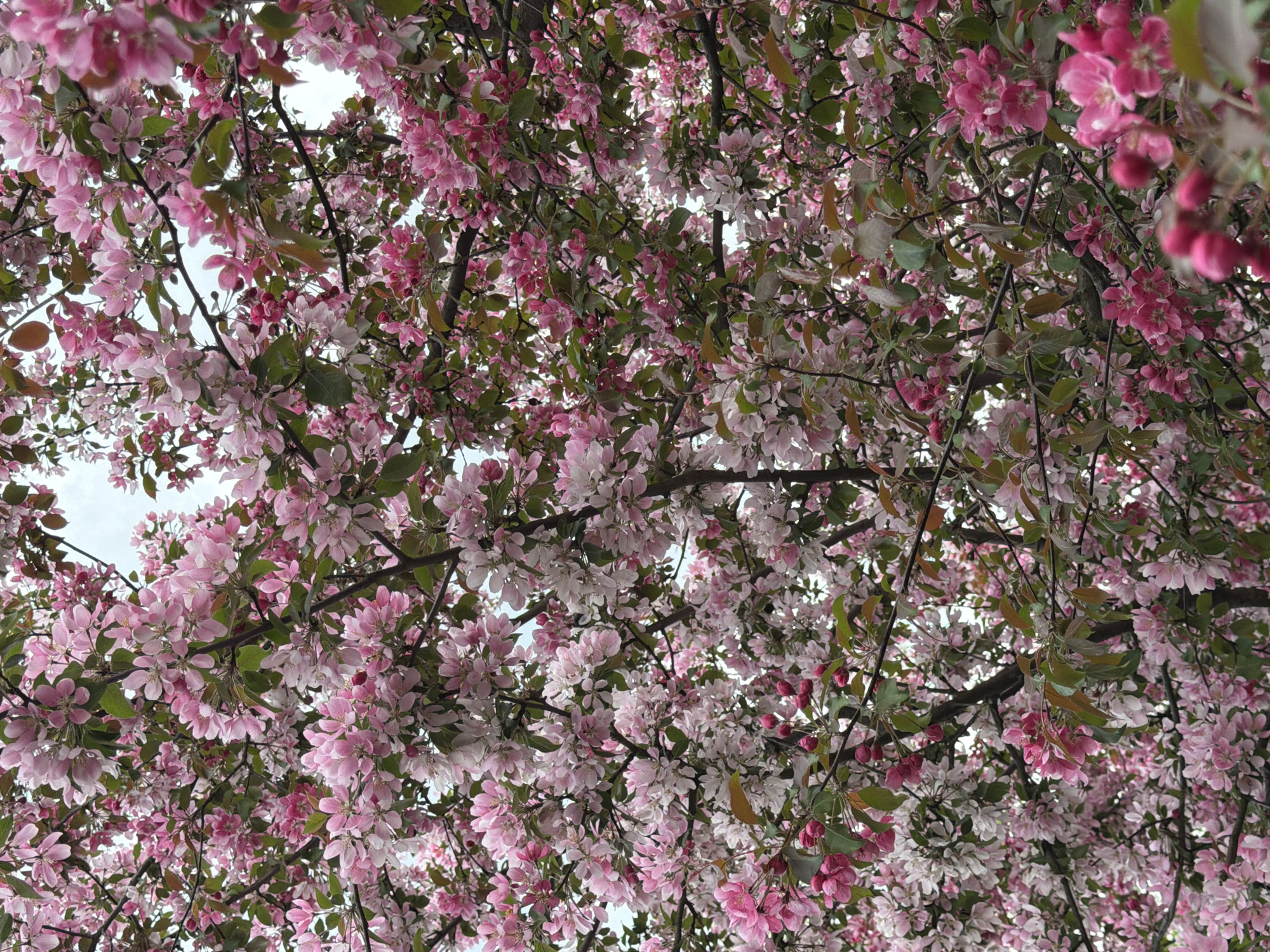 The image is a ground-level view looking up into a tree canopy filled with pink and white blossoms. The sky is partially visible through the branches and flowers. Small, dark branches interweave throughout the image. The scene is rich in floral detail. The location is Khimki, Russia.
