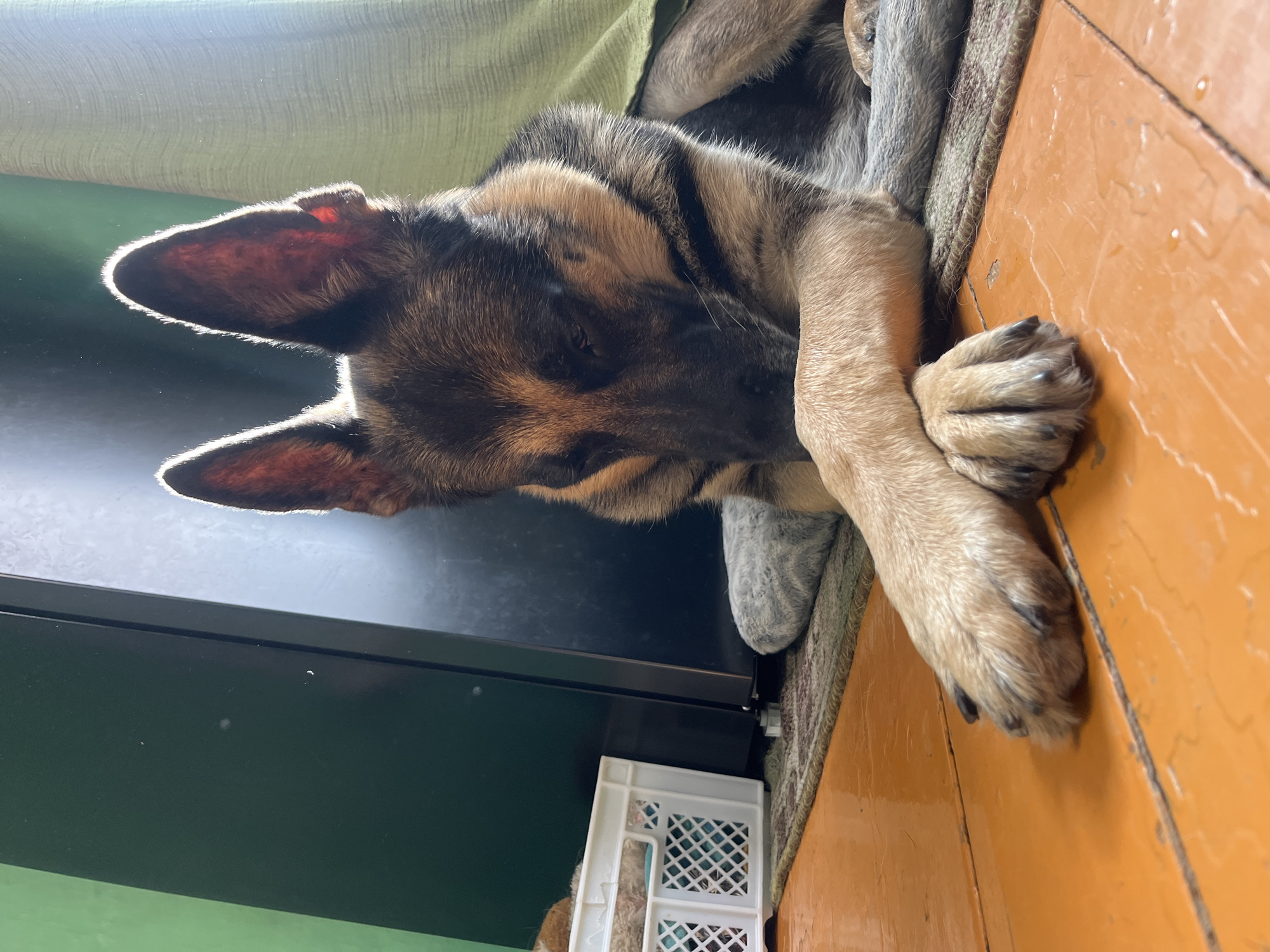 A German Shepherd dog lies on a rug on a wooden floor. The dog is resting its head on its paws, which are crossed. The dog's ears are perked up, and its eyes are partially closed. In the background, there is a green wall and a black refrigerator. A white plastic basket filled with items is also visible. The lighting suggests it is daytime. The location is not determinable from the image.