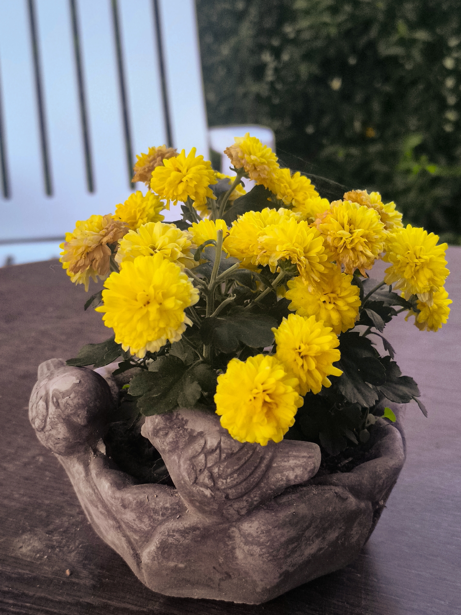 A close-up, eye-level shot captures a pot of vibrant yellow chrysanthemums. The flowers are full and round, with many layered petals, and are clustered together in a gray, bird-shaped ceramic planter. The planter itself is intricately detailed, appearing to be made of concrete or stone, with two birds' wings forming a cradle for the flowers. The planter rests on a dark, textured wooden surface, likely a table. In the background, out of focus, are vertical white slats of a chair or bench, suggesting an outdoor setting. Behind the chair, dark green foliage is visible, indicating a garden or natural environment. The overall lighting suggests it is either early morning or late afternoon. The scene appears to be in a residential garden or outdoor seating area in Almere, Netherlands. There are no people or animals visible in the frame.