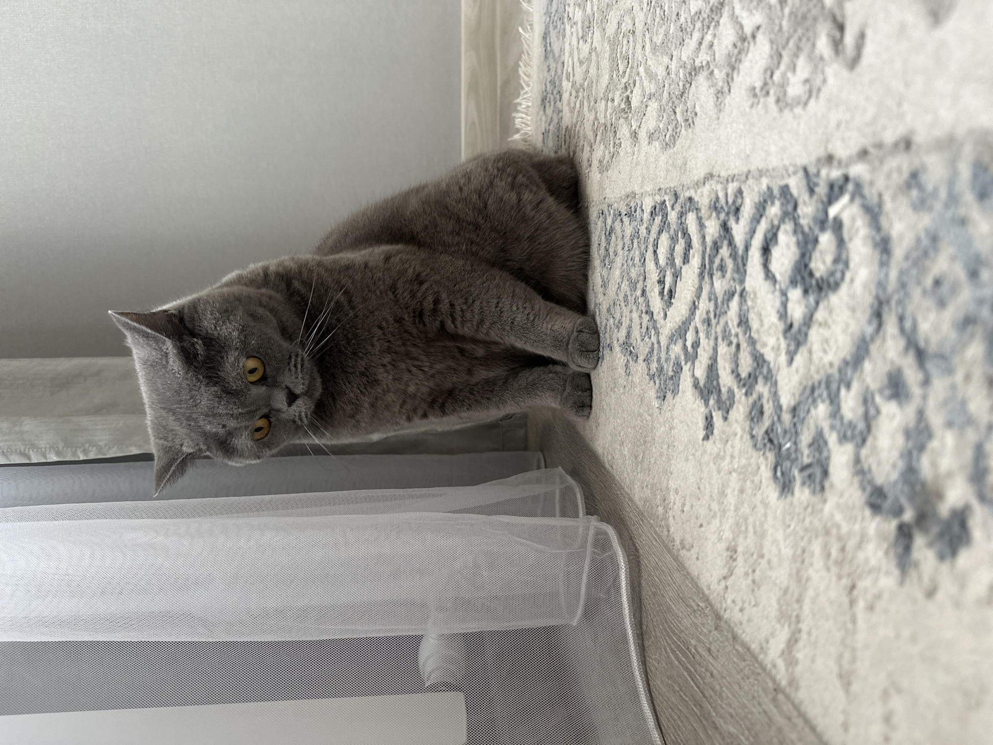 A grey British Shorthair cat with yellow eyes is sitting on a patterned rug in a room. The cat is facing downwards and to the right, with its paws tucked beneath it. A white sheer curtain is visible on the left side of the image, and a wall with a light grey finish is in the background. The floor appears to be laminate wood. The scene is well-lit, suggesting it is daytime. There is no information about the location in the city of Temirtau, Kazakhstan.