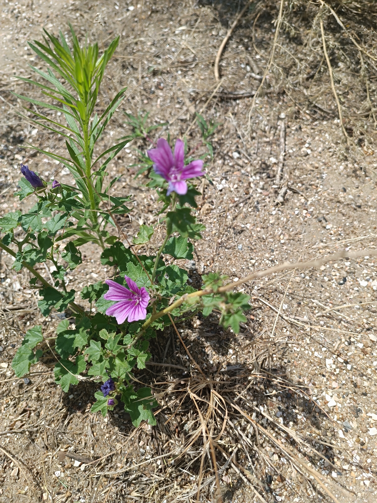 A high-angle shot captures a plant with purple flowers blooming in dry, sandy soil with scattered pebbles and dead grass. The plant is located in a barren area, possibly a desert or a neglected urban space. The plant has green leaves and several purple flowers, some fully open and others in bud. A tall, green stalk with thin, needle-like leaves grows vertically from the center of the plant, reaching towards the top of the frame. The soil is a light brown color and appears dry and cracked in some areas. The lighting suggests a sunny day, with strong shadows cast by the plant and other objects in the scene.