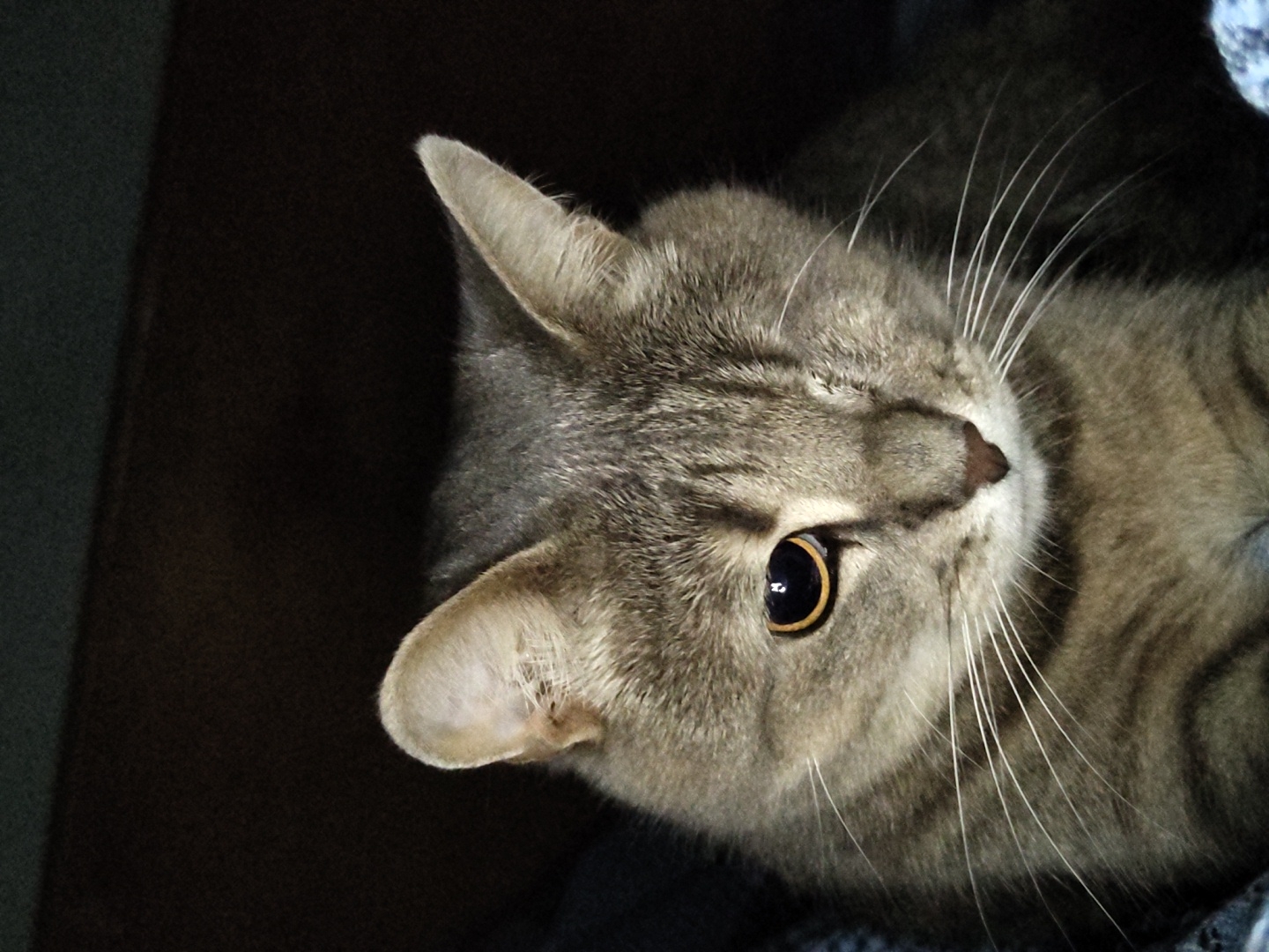 An up-close, medium shot captures the face of a gray tabby cat with one eye. The cat is looking slightly to its right, with its left eye open and its right eye closed. Its fur is striped with darker gray and brown markings. The background is dark and blurred, with the cat's head and shoulders occupying most of the frame. The image appears to have been taken indoors in low light conditions. There is no indication of location within a city.