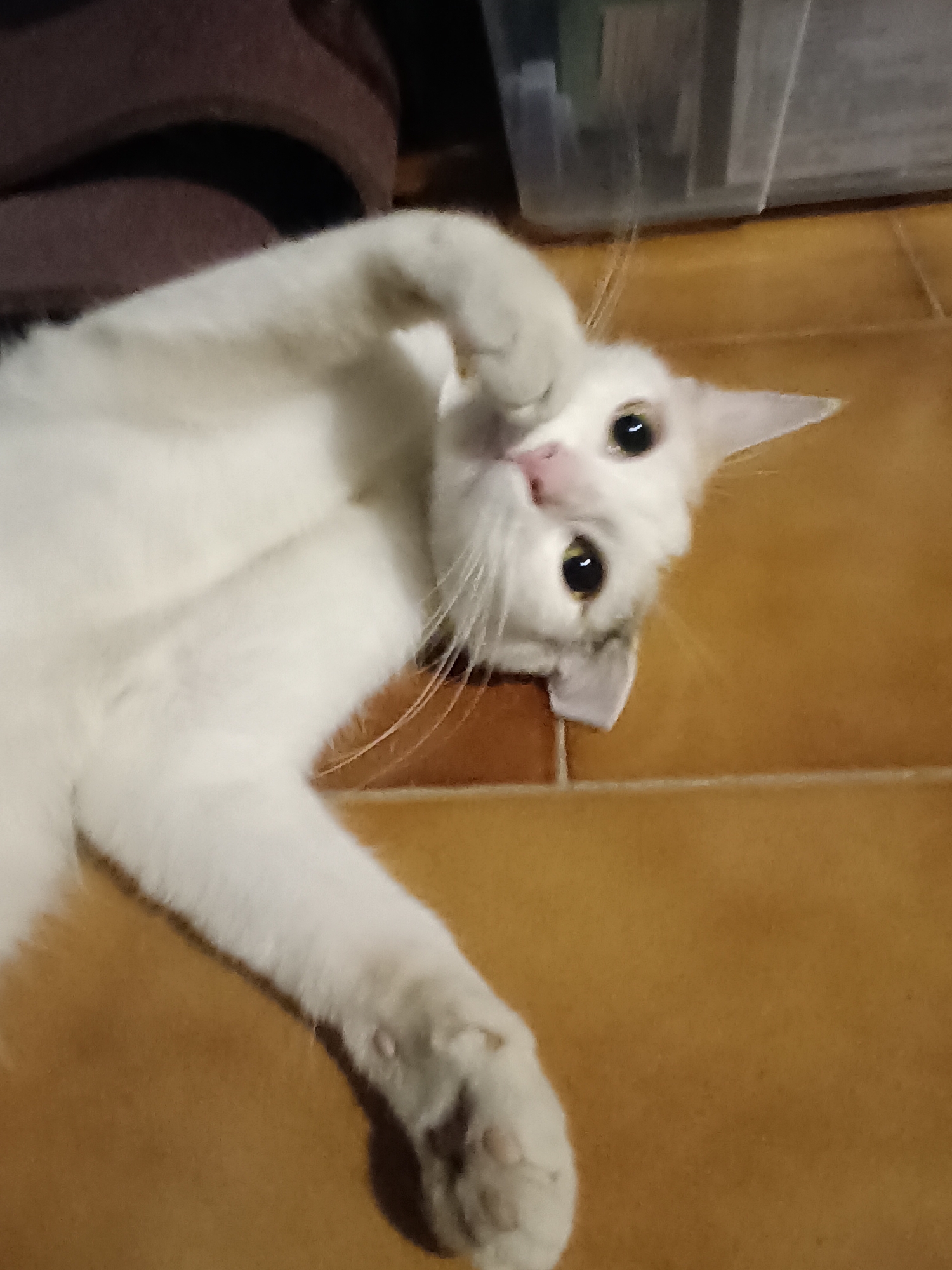 A white cat is lying on its back on a tiled floor. The cat's head is tilted, and its paws are raised in front of its face, with one paw covering its mouth. The cat has large, dark eyes and a pink nose. The background is blurred, but it appears to be a domestic setting with a piece of furniture and a storage container visible. The image appears to have been taken indoors. The image is taken in the city of Viadana, Italy.