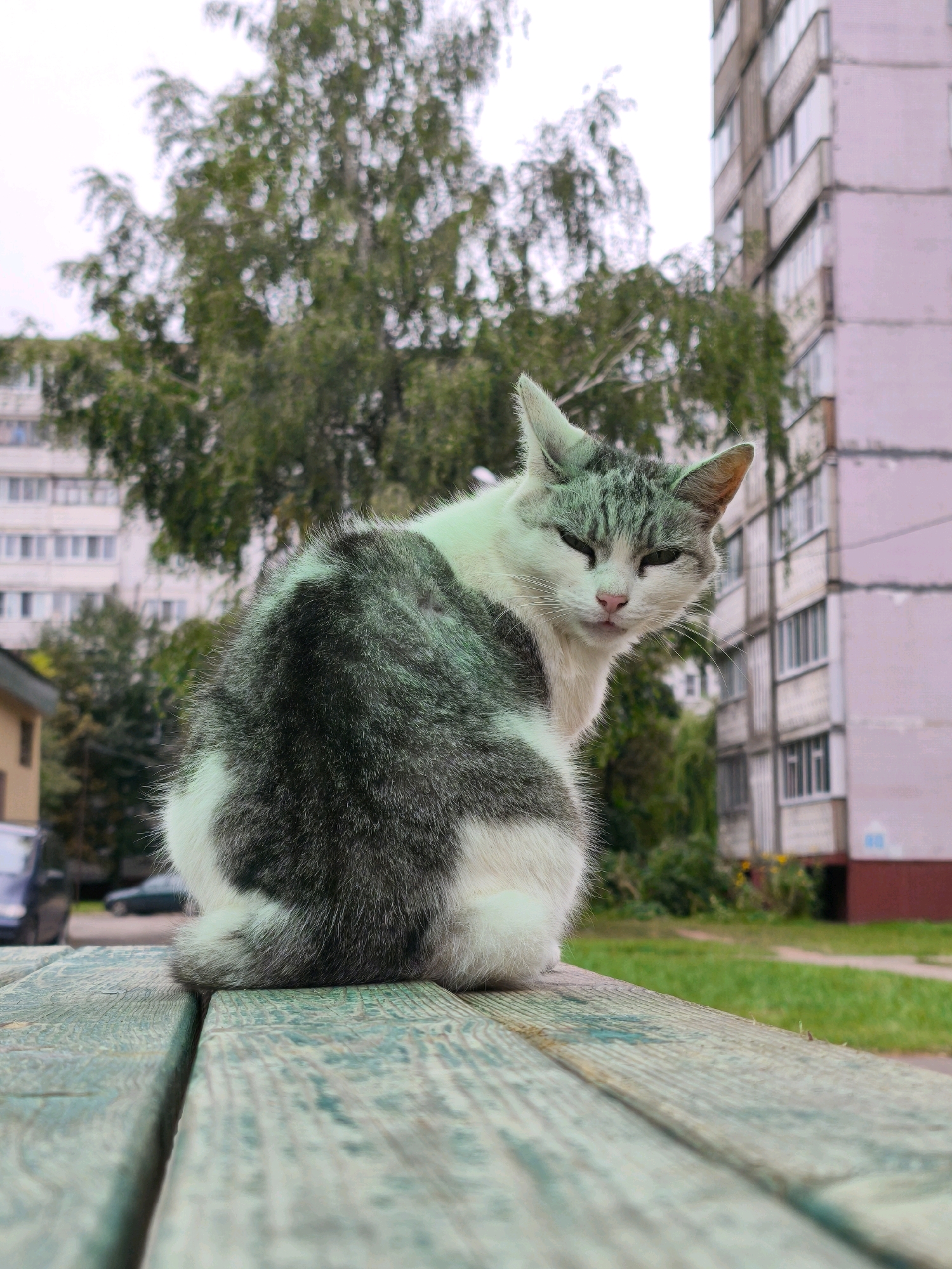 A cat with white and grey tabby markings sits on a weathered, turquoise wooden bench. The cat is facing away from the camera, looking over its left shoulder with its eyes partially closed. The bench is positioned outdoors, in front of a residential building. Behind the cat and bench, a large, leafy tree stands with blurred foliage, and a multi-story apartment building with light-colored siding and rows of windows is visible. The background also includes a patch of green grass and a glimpse of a street with parked cars, suggesting an urban or suburban environment. The lighting suggests it is daytime, with an overcast sky. The scene appears to be in the city of Mahilyow, Belarus, based on contextual information.