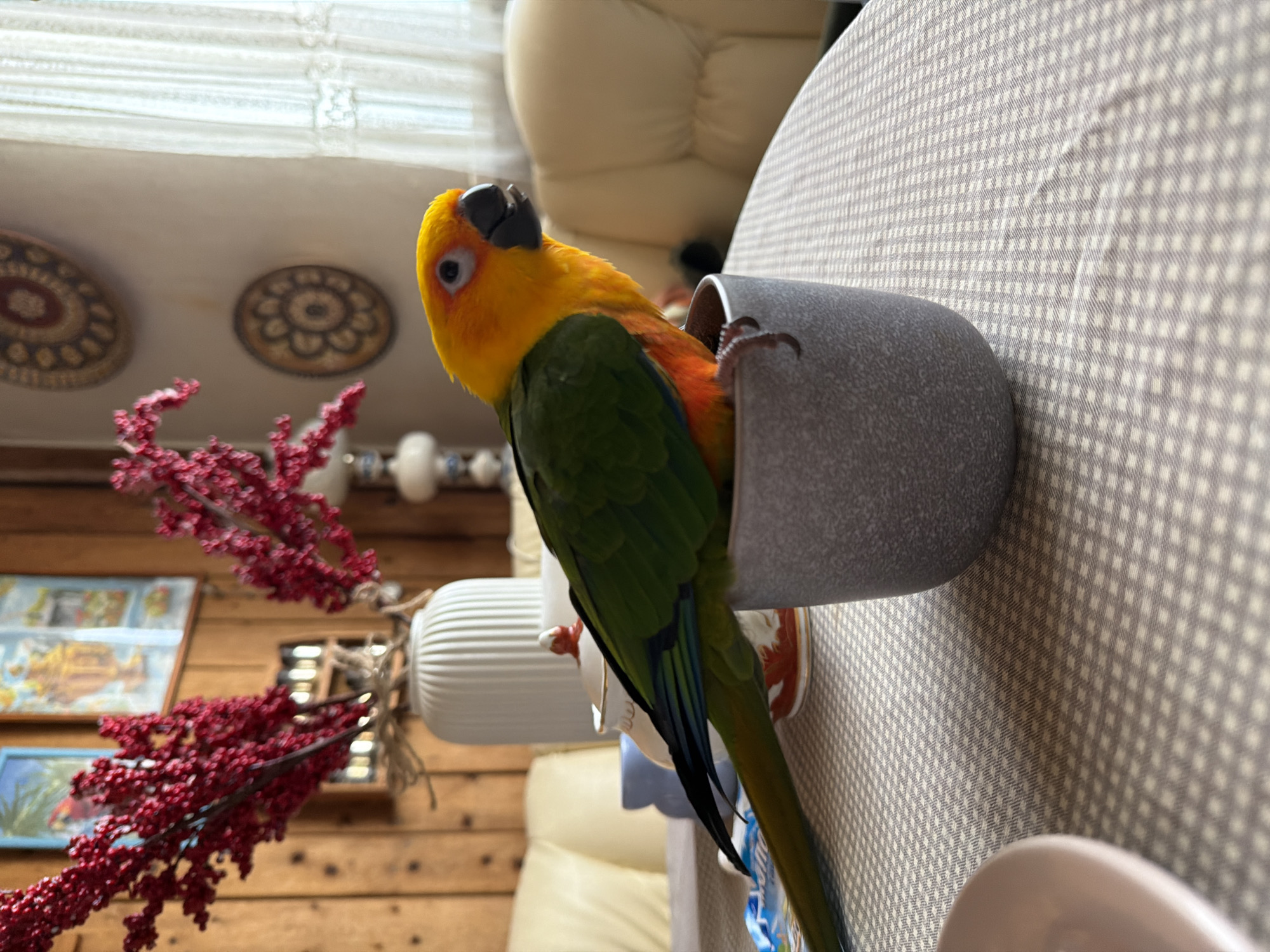 A Sun Conure parrot is perched on a gray, cylindrical object with a hole in it. The parrot's head and upper chest are bright yellow, and its wings and tail are green and blue. The parrot is looking to the left. The background is blurry, but there are wooden walls and decorations, a white object with grooves, and a beige chair. The city of Khimki, Russia, is not apparent in the image.