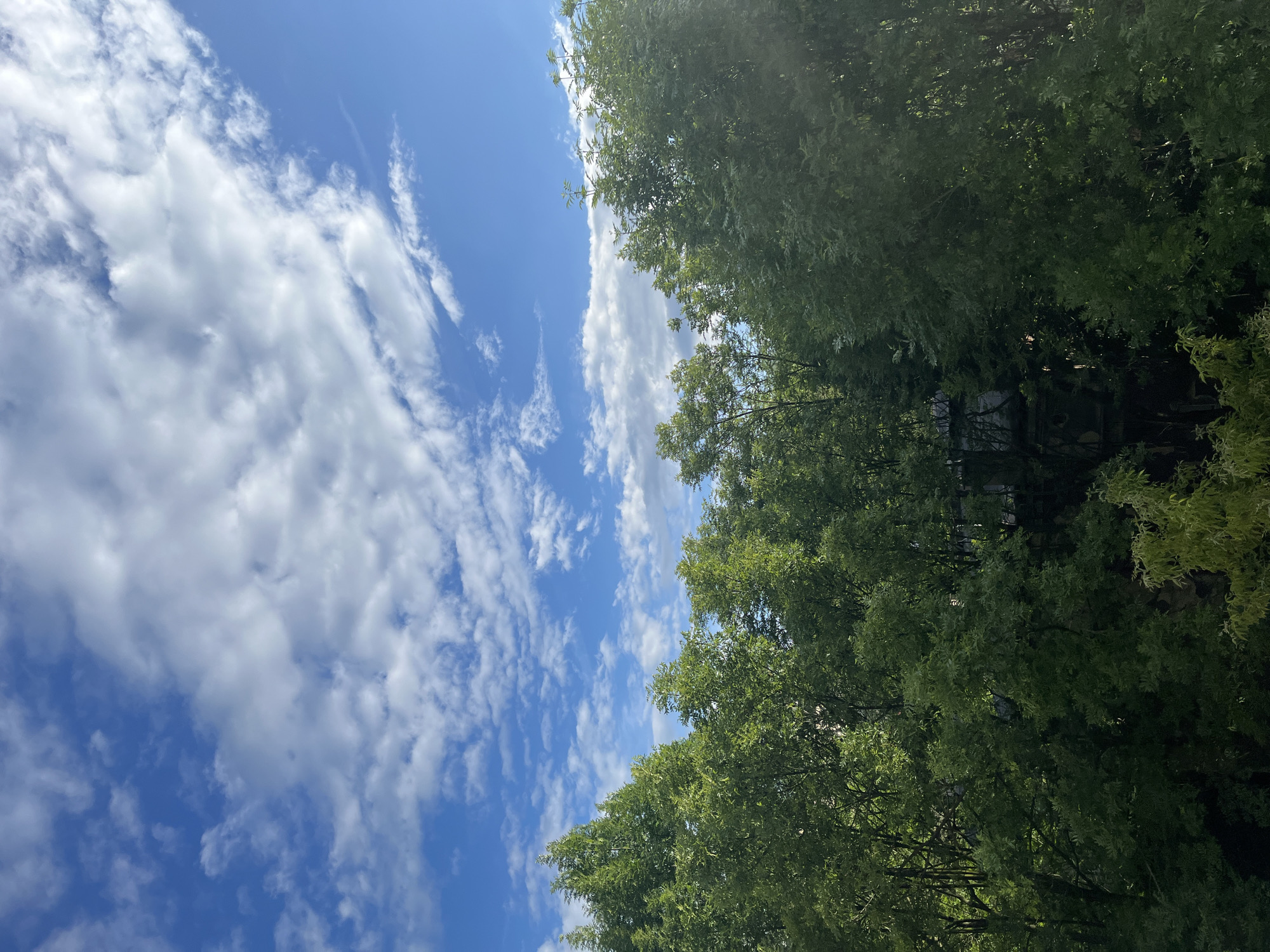 A low-angle, full shot captures a vibrant blue sky dotted with fluffy white clouds. Below the sky, a dense canopy of lush green trees fills the frame, their leaves catching the sunlight. The trees appear to be mature and healthy, with a variety of textures and shades of green. The scene conveys a sense of natural beauty and tranquility. The location is Unknown, Unknown.