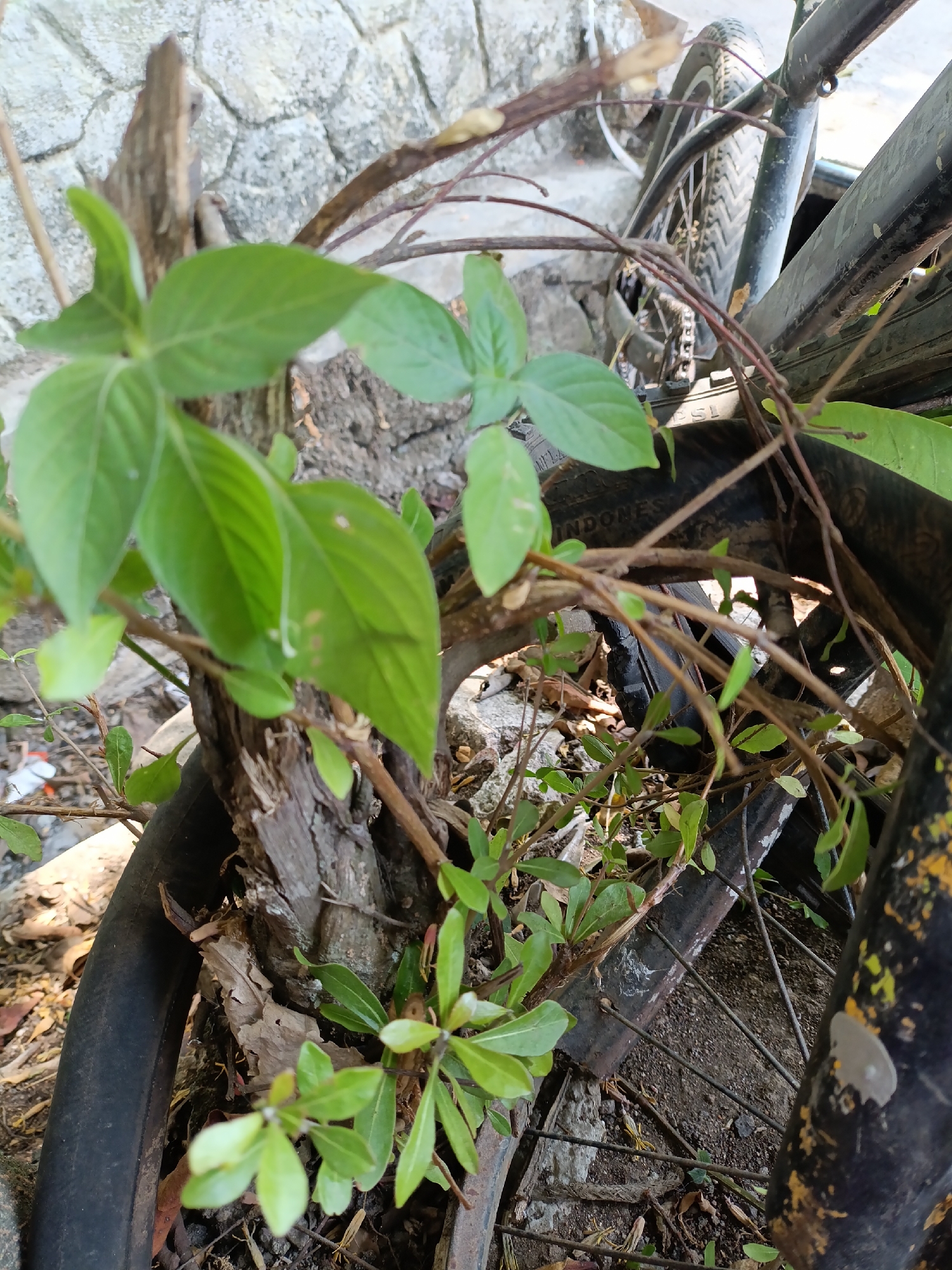In Cariu, Indonesia, a close-up, eye-level shot captures an abandoned bicycle entwined with overgrown plant life. The scene is dominated by vibrant green leaves and thin brown branches that weave through the spokes and frame of the bicycle. The bicycle's tires are dark, one partially visible and resting on dry leaves and dirt. In the background, a rough stone wall is visible, weathered and textured. The overall impression is one of nature reclaiming an inanimate object, suggesting neglect and the passage of time in an outdoor urban setting.
