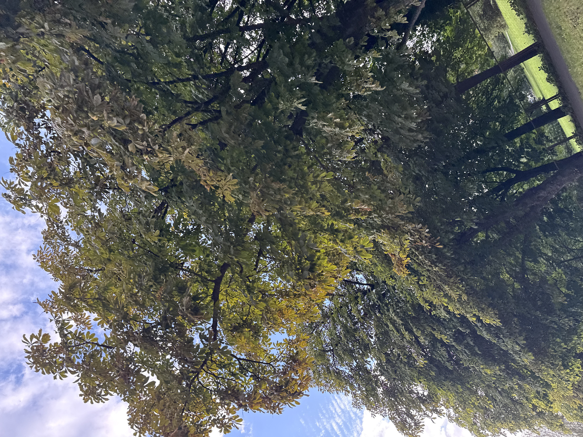 The image captures a tree-lined park with a path, likely in Tallinn, Estonia, given the context. The focus is on the canopy of a mature tree with numerous leaves, some showing signs of autumnal change with yellowing hues amidst the prevailing green. The sky, partially visible through the branches, is a bright blue with scattered, wispy white clouds, suggesting a pleasant day. In the background, the scene transitions to more trees and a green grassy area, possibly a lawn or sports field, demarcated by a fence. The perspective is upward, emphasizing the height and density of the foliage. There are no people or animals visible in the frame.