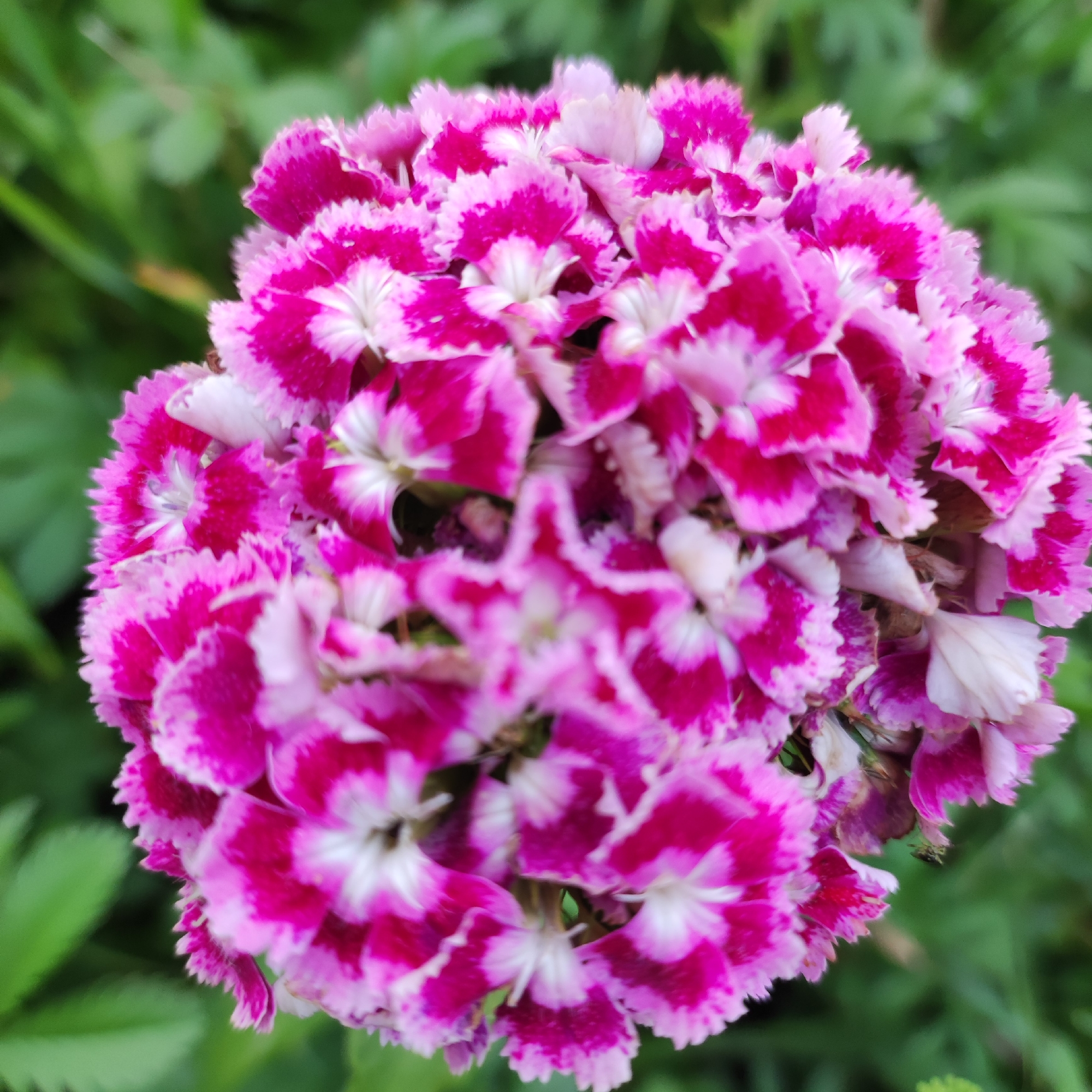 The image shows a close-up, high-angle view of a cluster of vibrant pink and white flowers, likely Dianthus barbatus or Sweet William, set against a blurred green background of foliage. The flowers are densely packed, with individual petals exhibiting a ruffled texture and a gradient of color from deep fuchsia at the center to lighter pink and white at the edges. The lighting appears to be natural, casting soft shadows and highlighting the intricate details of the petals. There is no visible evidence of human presence or activity. The environment suggests an outdoor setting, potentially a garden or park, consistent with a location in Navoloki, Russia.