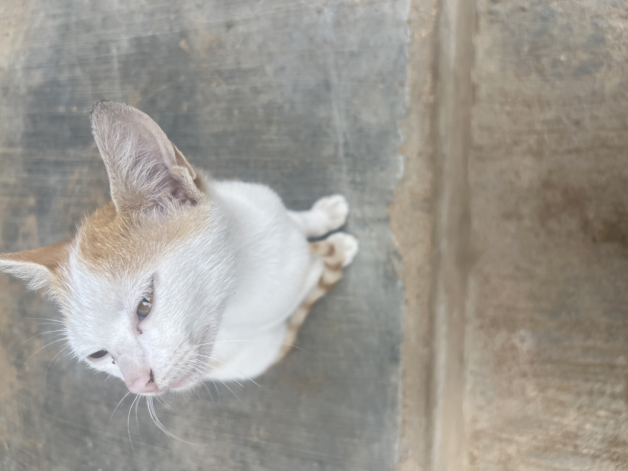 A high-angle shot depicts a white and tan cat on a gray concrete surface. The cat is positioned to the left of the frame, facing slightly downward. Its ears are perked, suggesting alertness. The background consists of the textured gray concrete. The location is Gura Top, Nigeria.