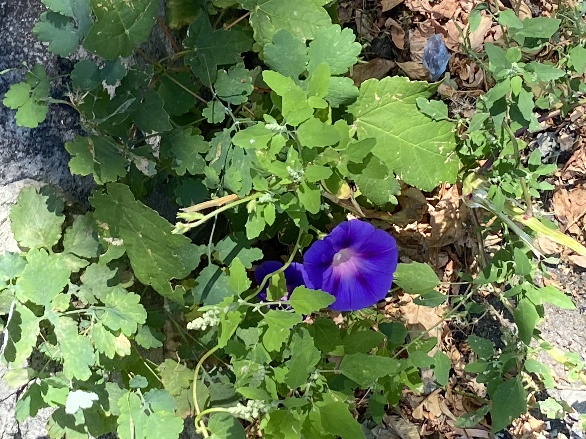 A close-up, eye-level, medium shot captures a single, vibrant purple morning glory flower in full bloom, nestled amongst lush green foliage and fallen leaves. The flower's trumpet-shaped petals display a gradient of color, deepening from a pale pinkish-white at the center to a rich, dark purple at the edges. The flower is positioned in the lower-left quadrant of the frame, its bloom slightly angled towards the viewer. Surrounding the flower, various leaves are visible, some broad and heart-shaped, others more delicate and lobed. A rough, grey stone surface is visible in the upper portion of the image, suggesting the plants are growing near a wall or embankment. The ground is covered with dry, brown leaves and some scattered debris, including a small piece of blue plastic. The scene appears to be outdoors, under natural sunlight, casting shadows that add depth and dimension. The image was taken in Uman, Ukraine.